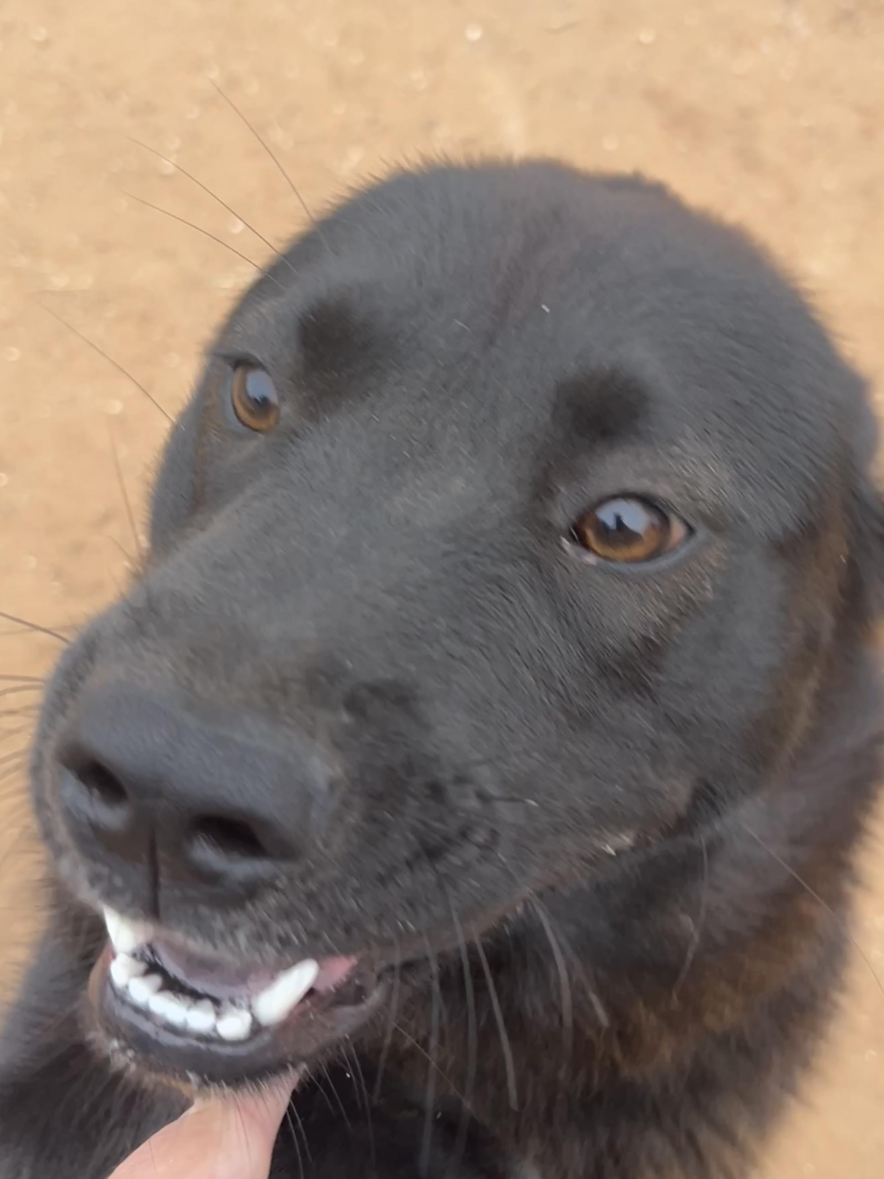 Micah, a Adoptable Chow Chow in Levelland, TX image 5/6