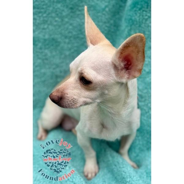 Enlarge Cool Whip, a Adoptable mixed breed in Inglewood, CA image 2/2