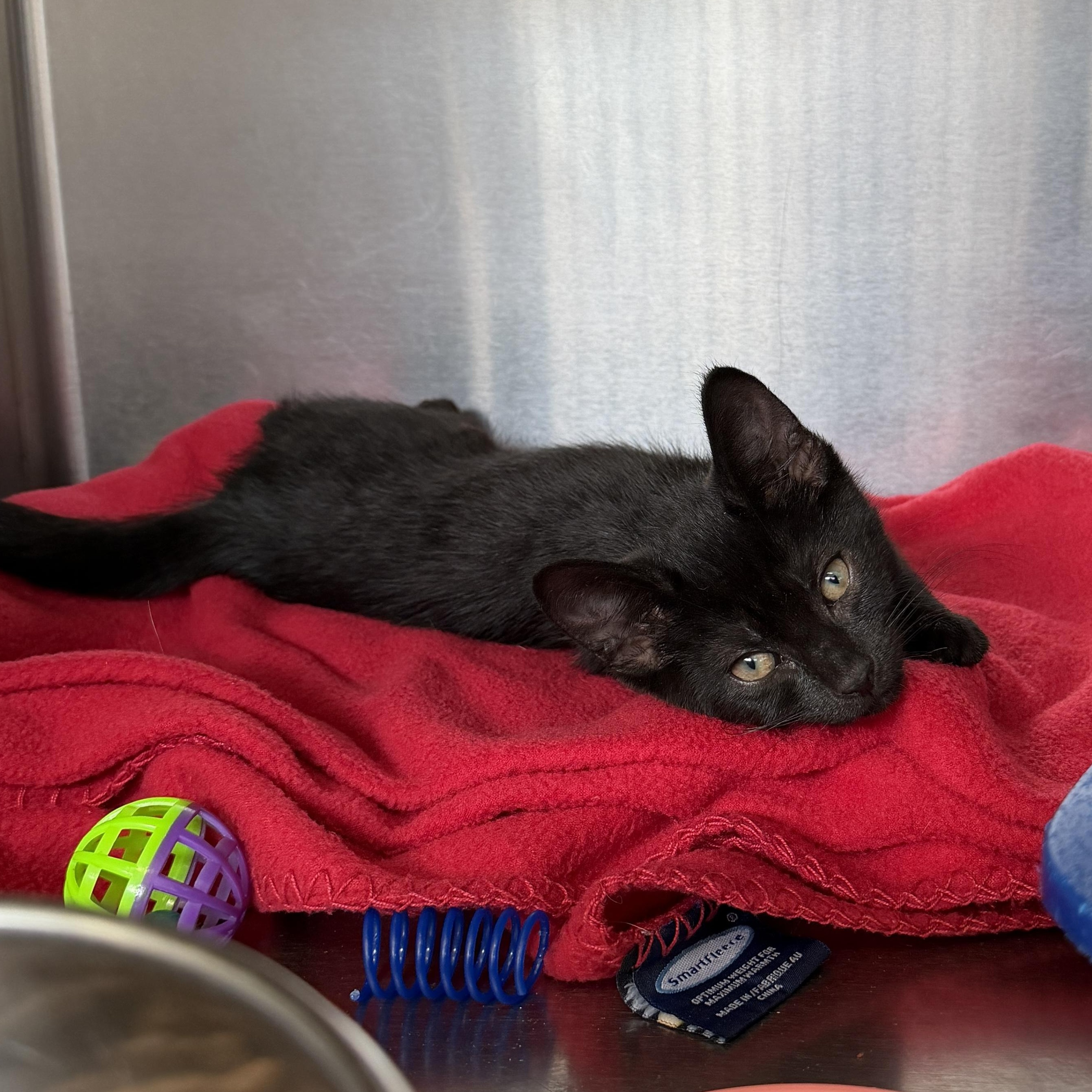 Enlarge Stripes, an adopted Domestic Short Hair in Wantagh, NY image 1/1