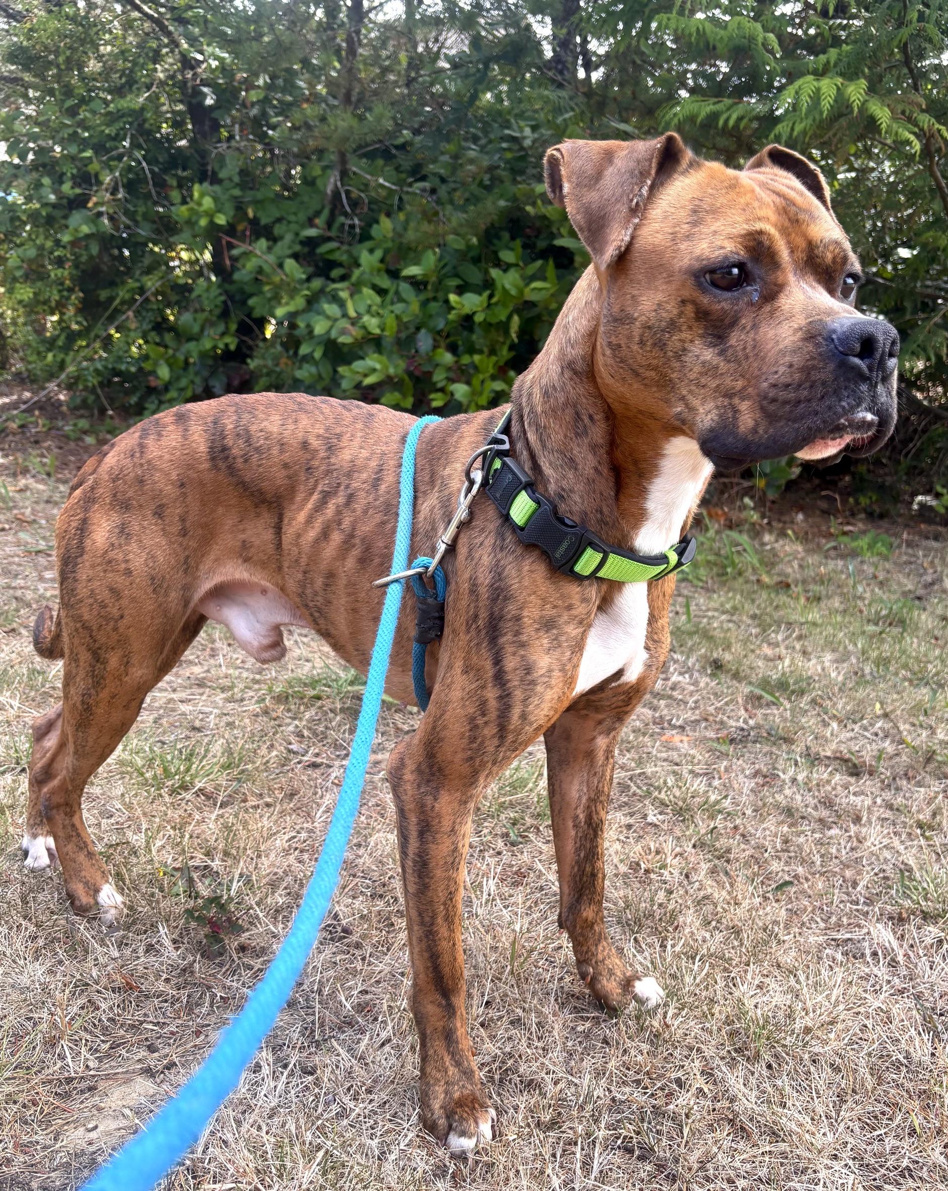 Enlarge Clyde, a ADOPTABLE mixed breed in Waldport, OR image 2/3