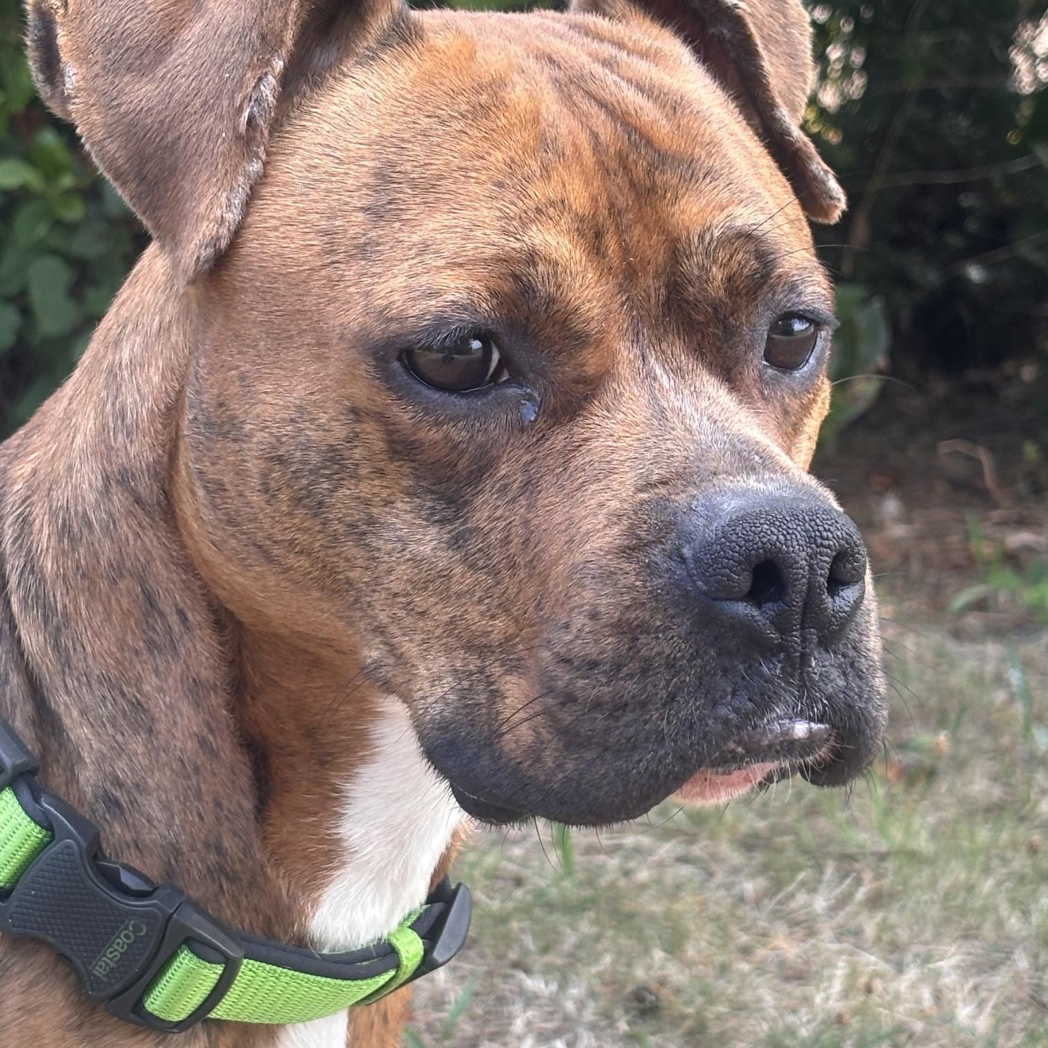 Enlarge Clyde, a ADOPTABLE mixed breed in Waldport, OR image 3/3