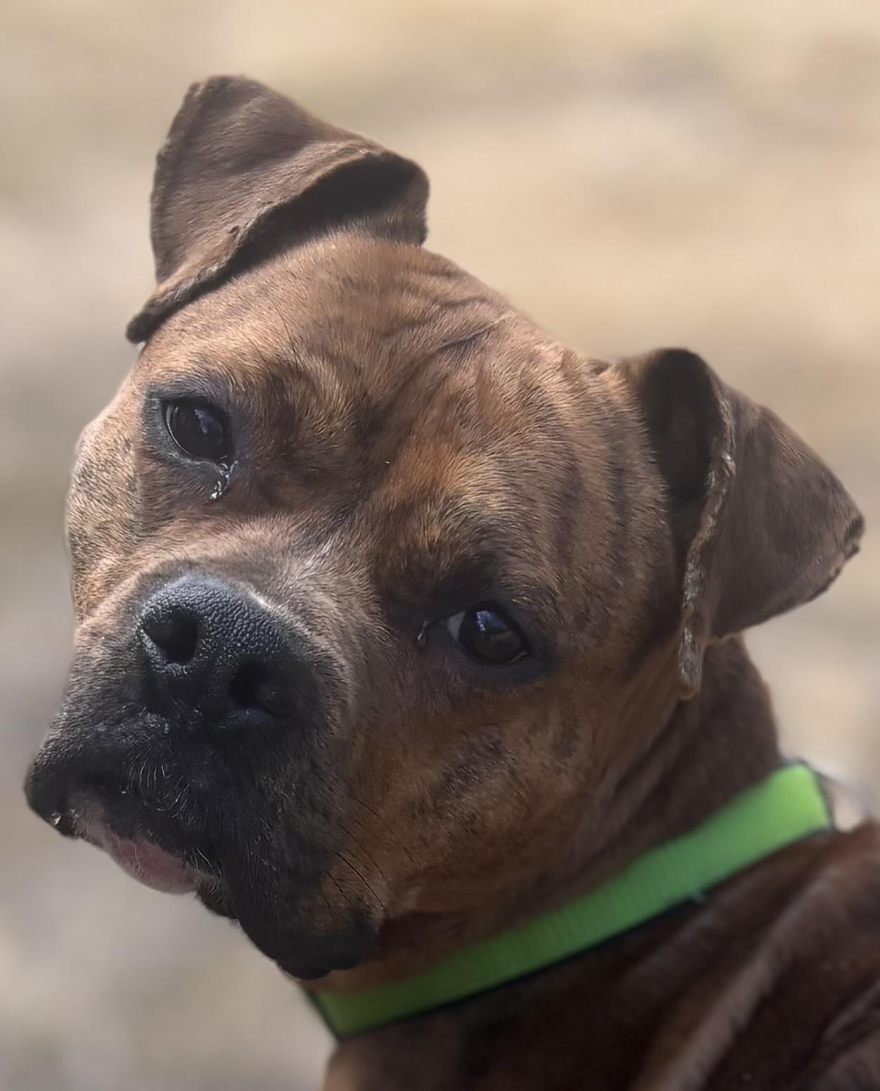 Enlarge Clyde, a ADOPTABLE mixed breed in Waldport, OR image 1/3