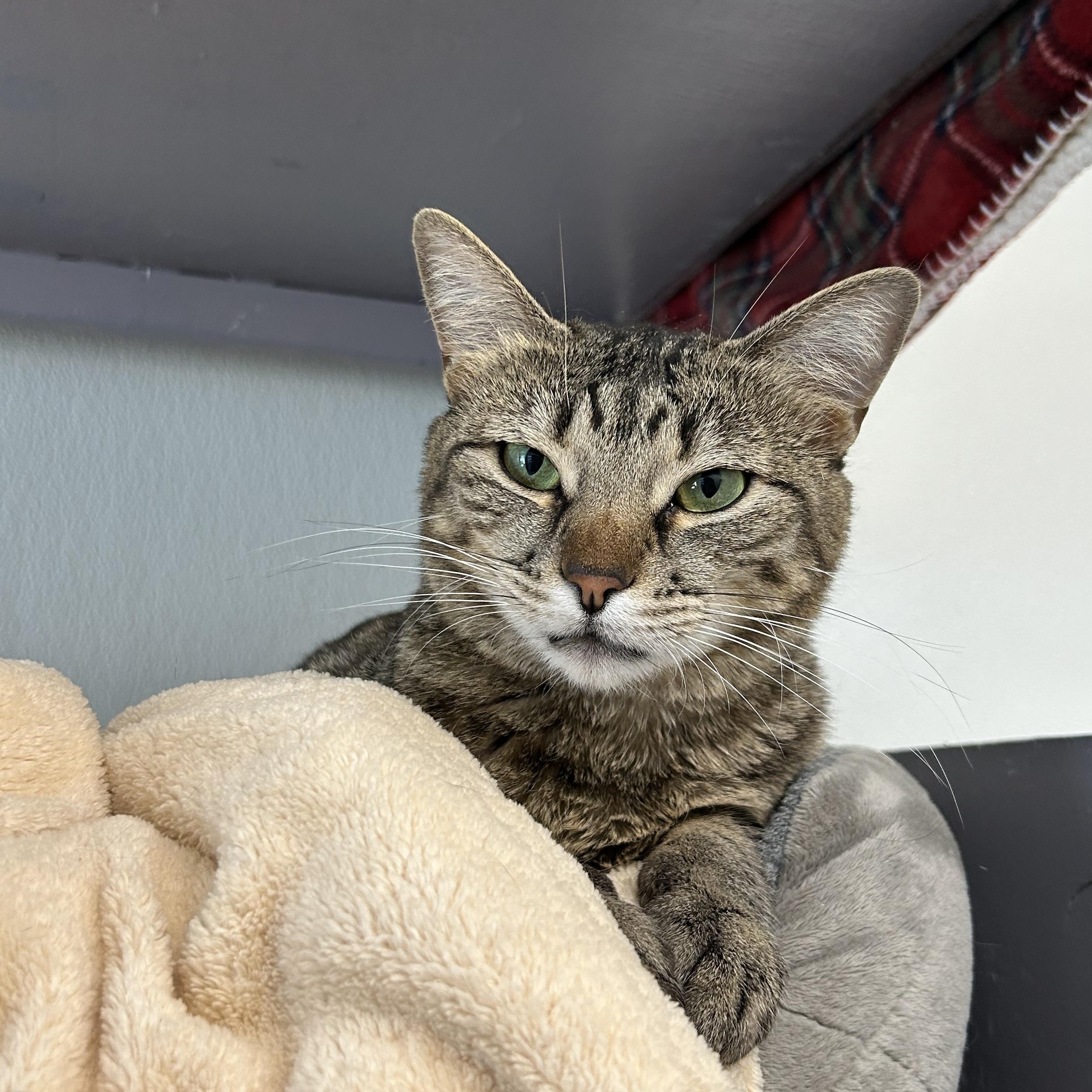 Enlarge Sharon, a Adoptable Domestic Short Hair in El Cajon, CA image 1/3