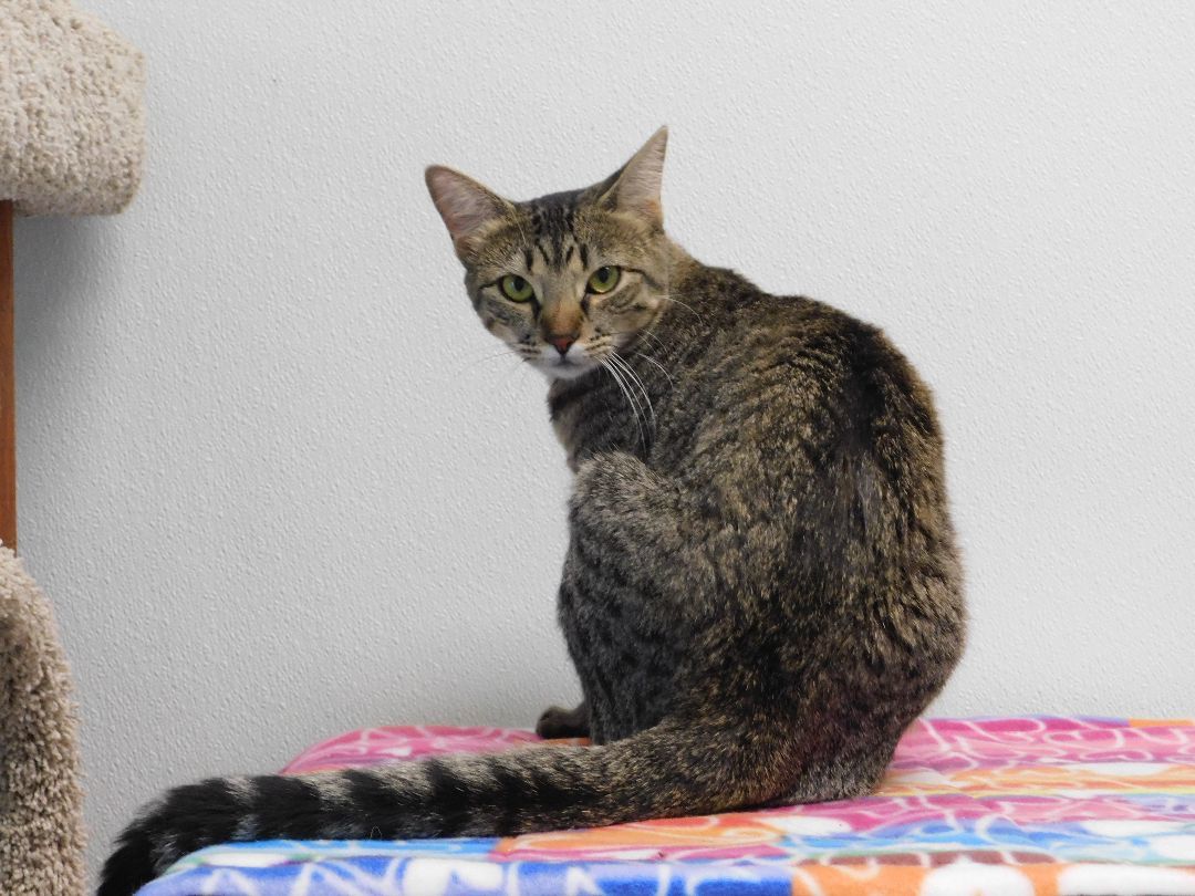 Sharon, an adoptable Domestic Short Hair in El Cajon, CA, 92021 | Photo Image 2