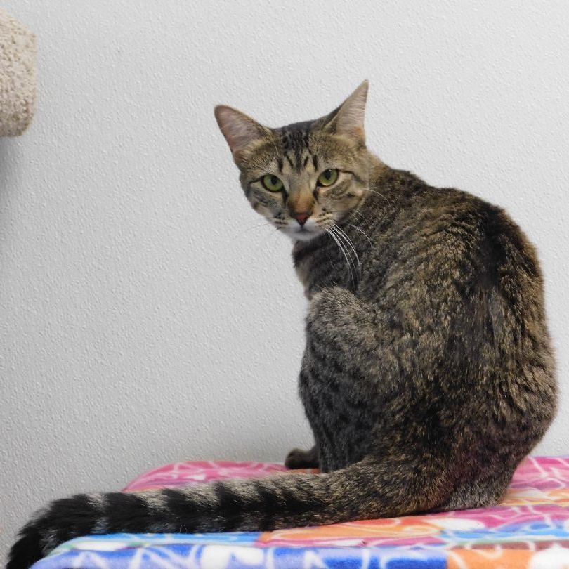 Enlarge Sharon, a Adoptable Domestic Short Hair in El Cajon, CA image 3/3