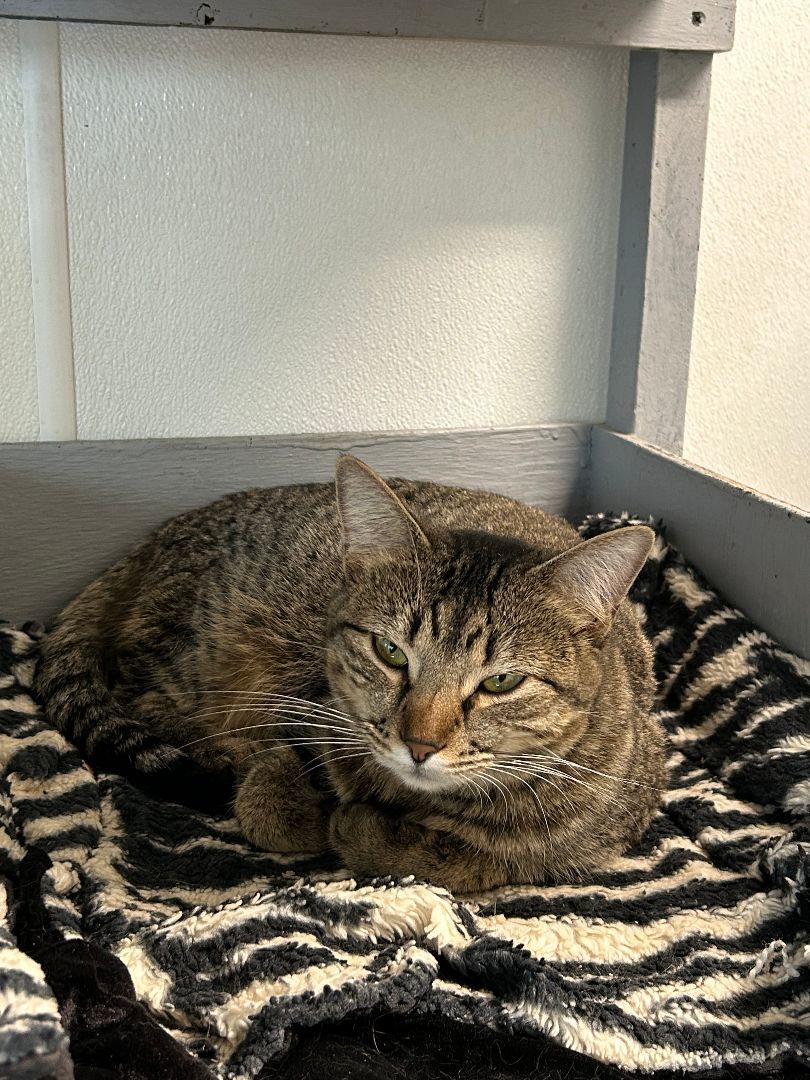 Sharon, an adoptable Domestic Short Hair in El Cajon, CA, 92021 | Photo Image 1