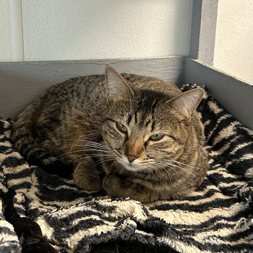 Enlarge Sharon, a Adoptable Domestic Short Hair in El Cajon, CA image 2/3