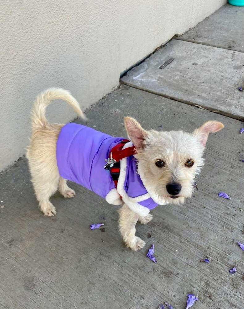Olivia, Adoptable, Young Female Terrier.