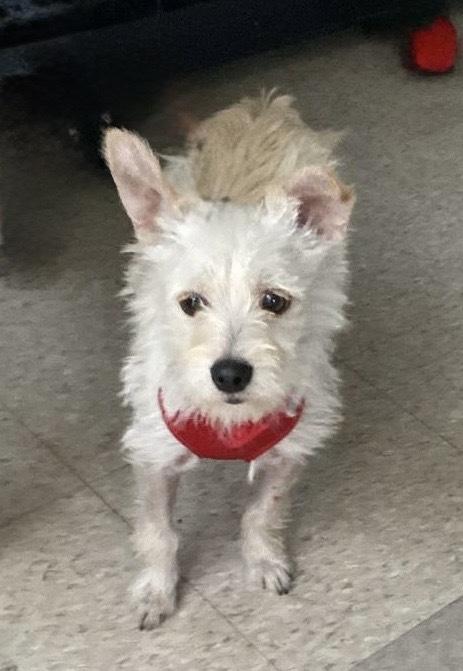Olivia, a Adoptable mixed breed in Escondido, CA image 2/4