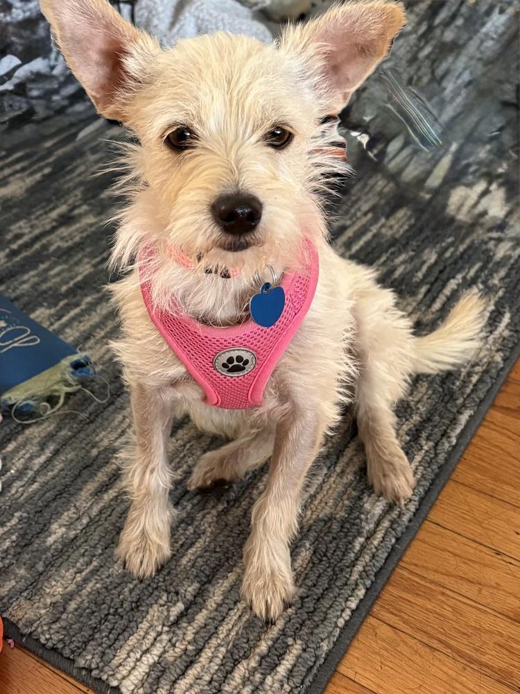 Olivia, a Adoptable mixed breed in Escondido, CA image 3/4
