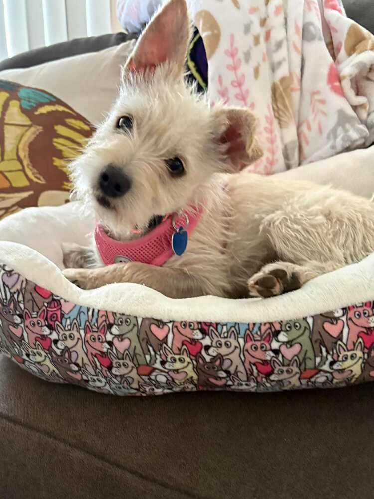 Olivia, a Adoptable mixed breed in Escondido, CA image 4/4