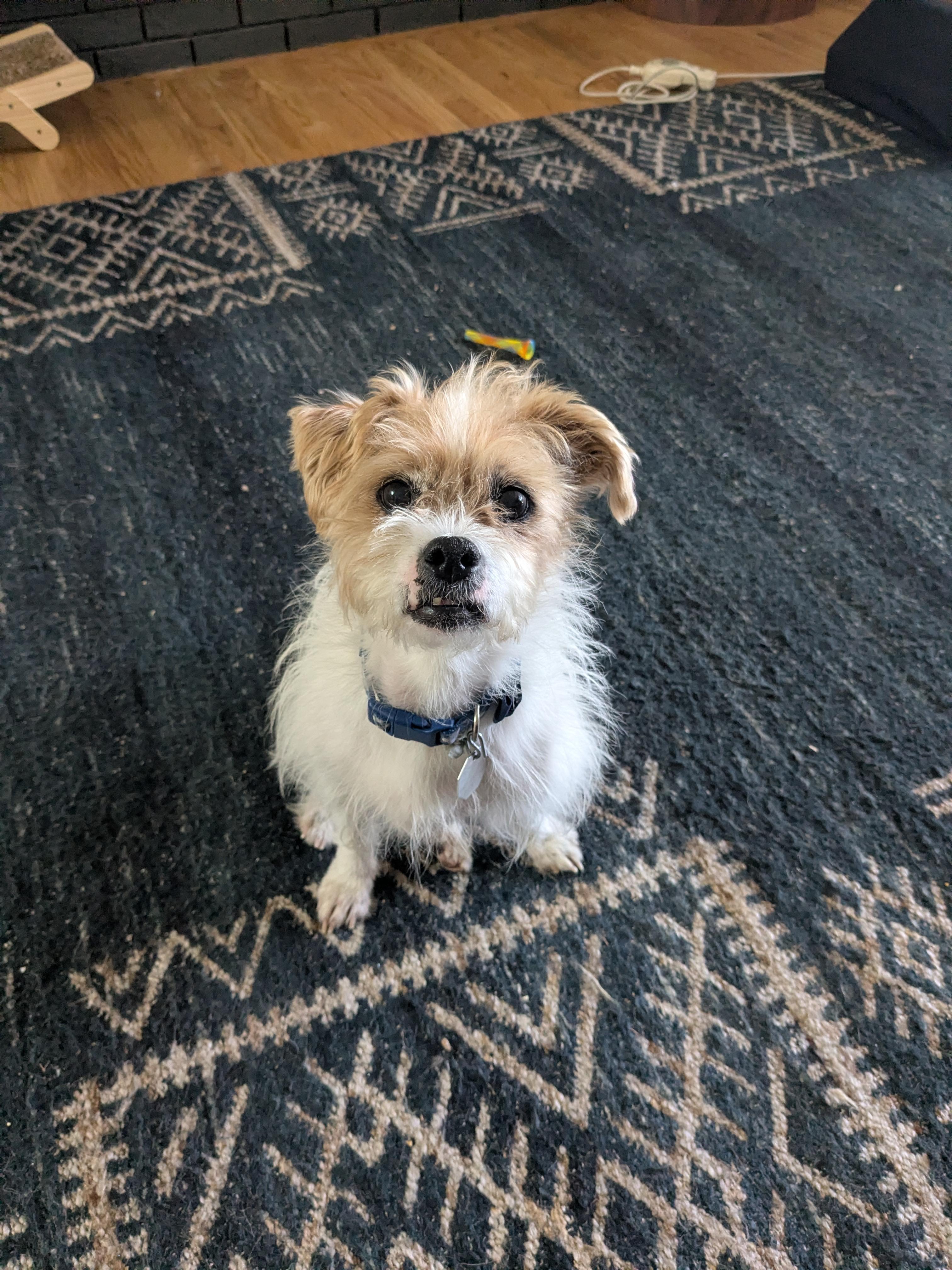 Enlarge Moki, a Adoptable mixed breed in Denver, CO image 5/5
