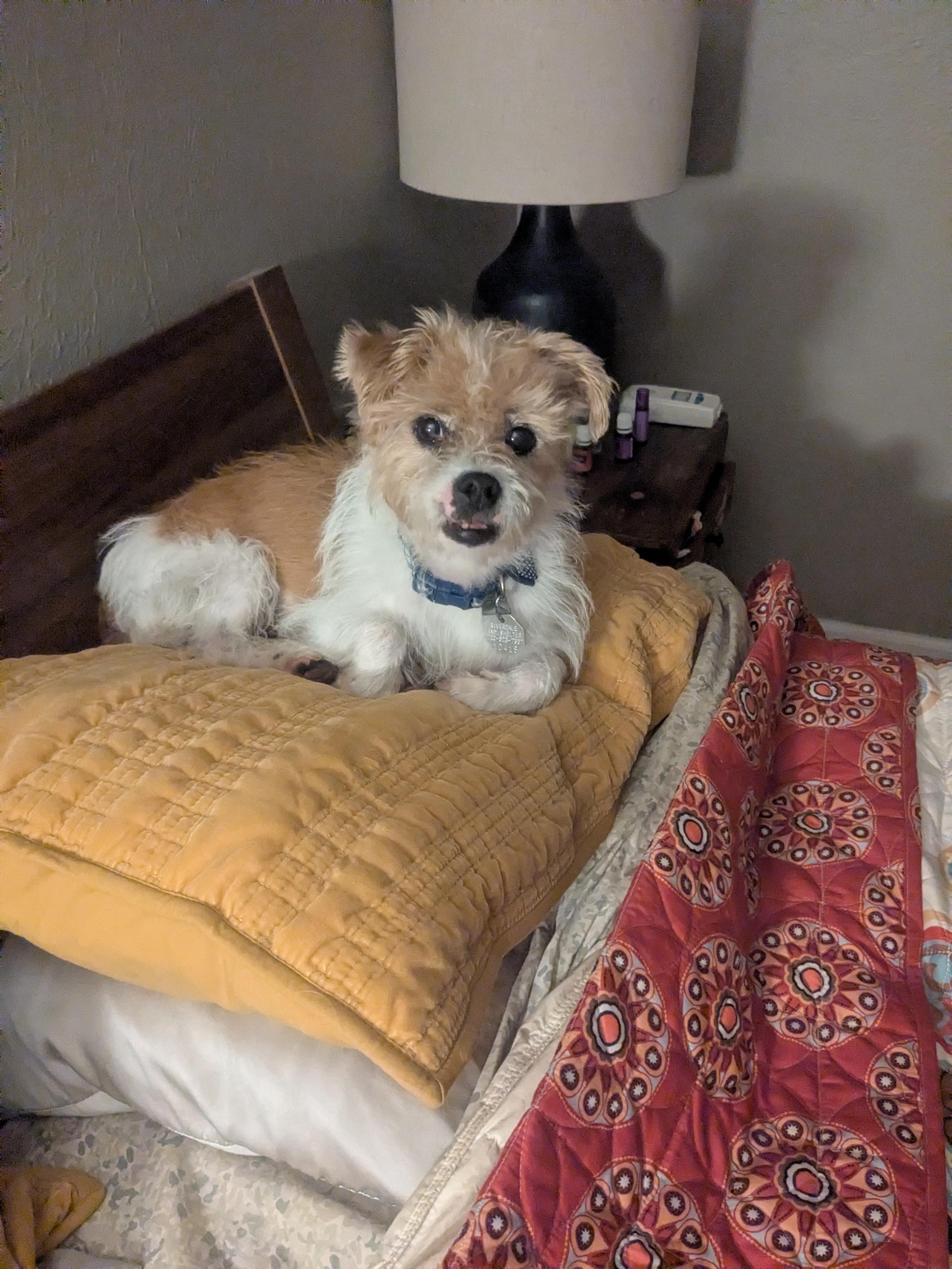 Enlarge Moki, a Adoptable mixed breed in Denver, CO image 1/5