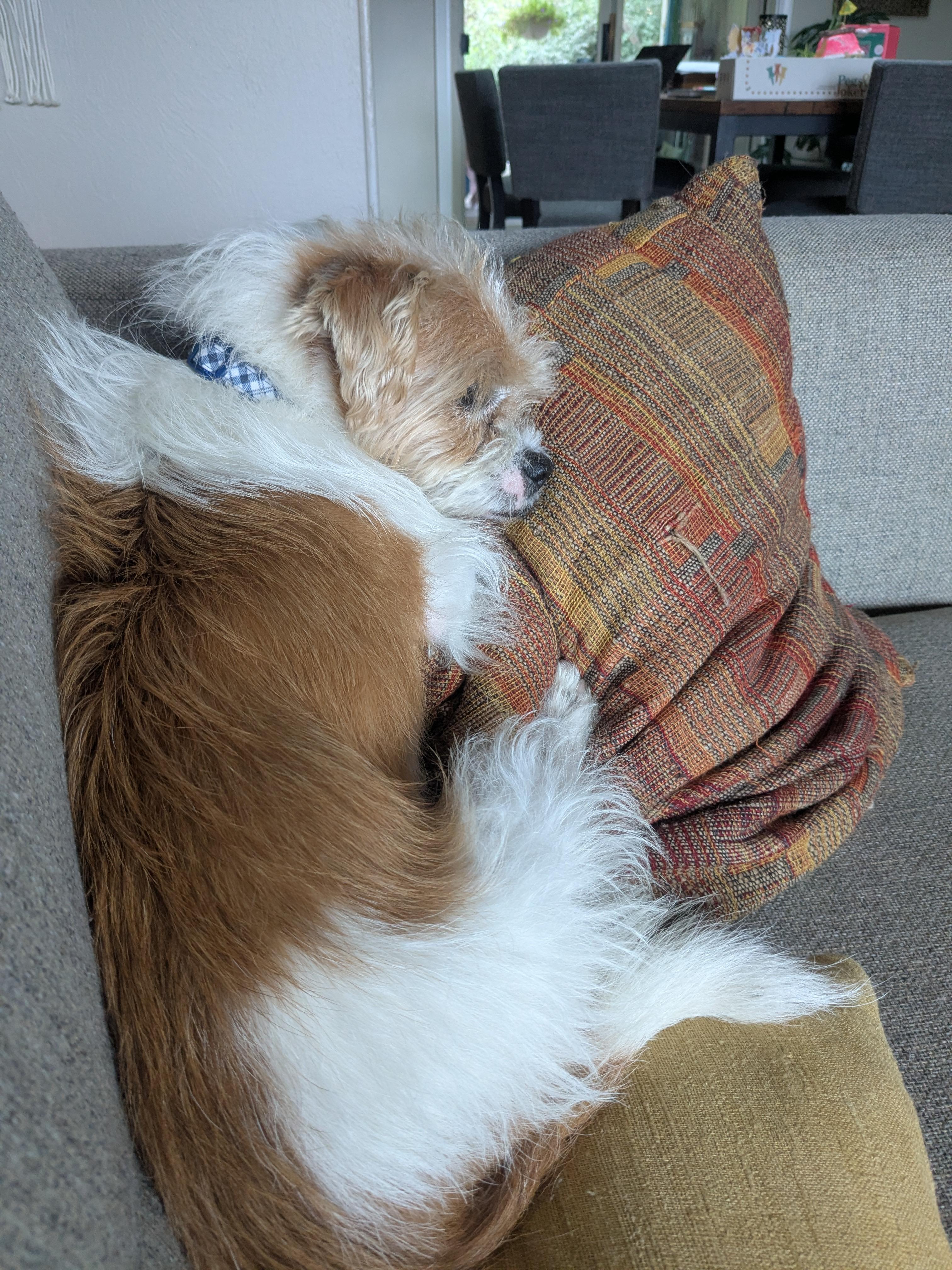 Enlarge Moki, a Adoptable mixed breed in Denver, CO image 4/5