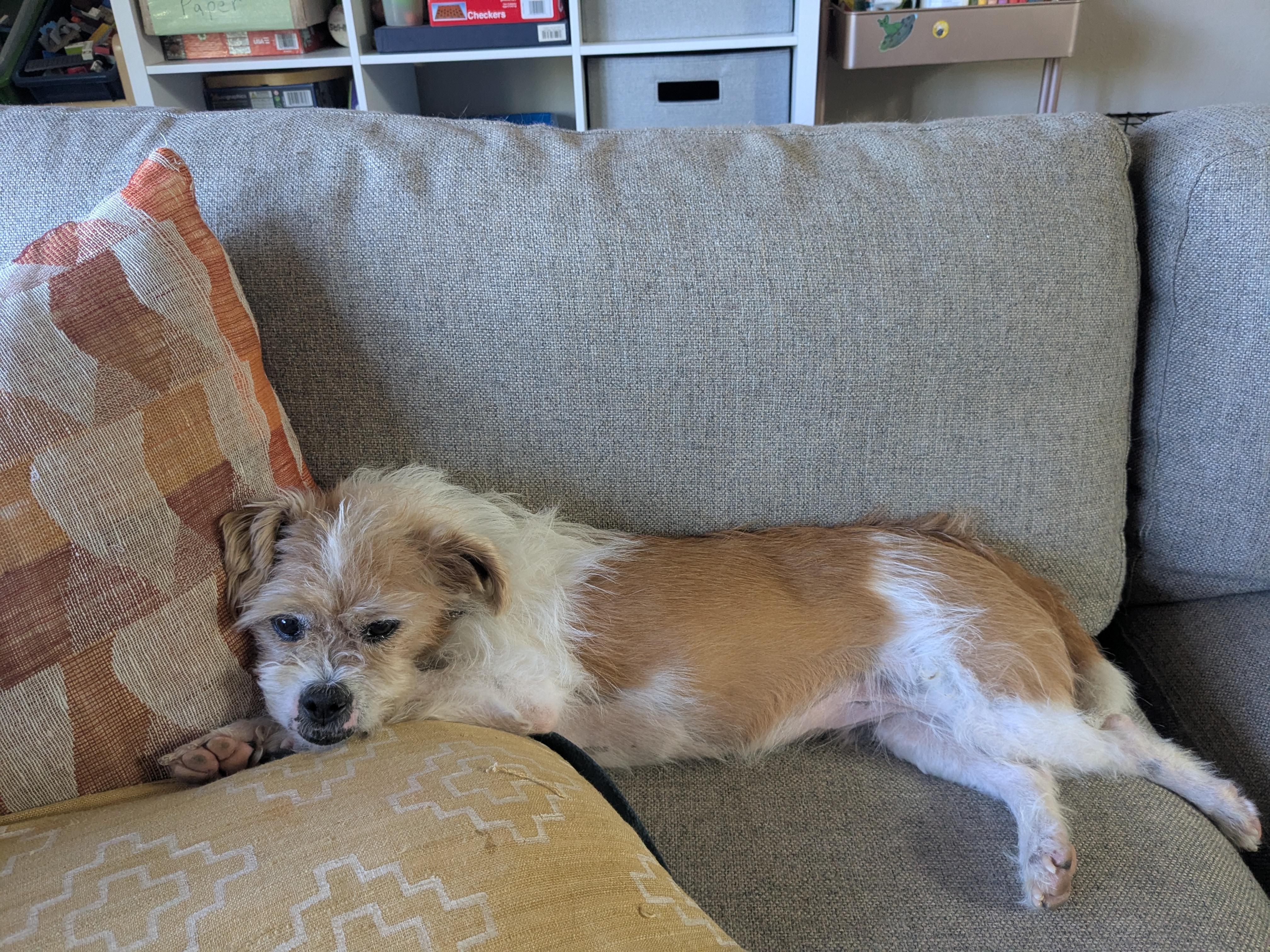 Enlarge Moki, a Adoptable mixed breed in Denver, CO image 2/5