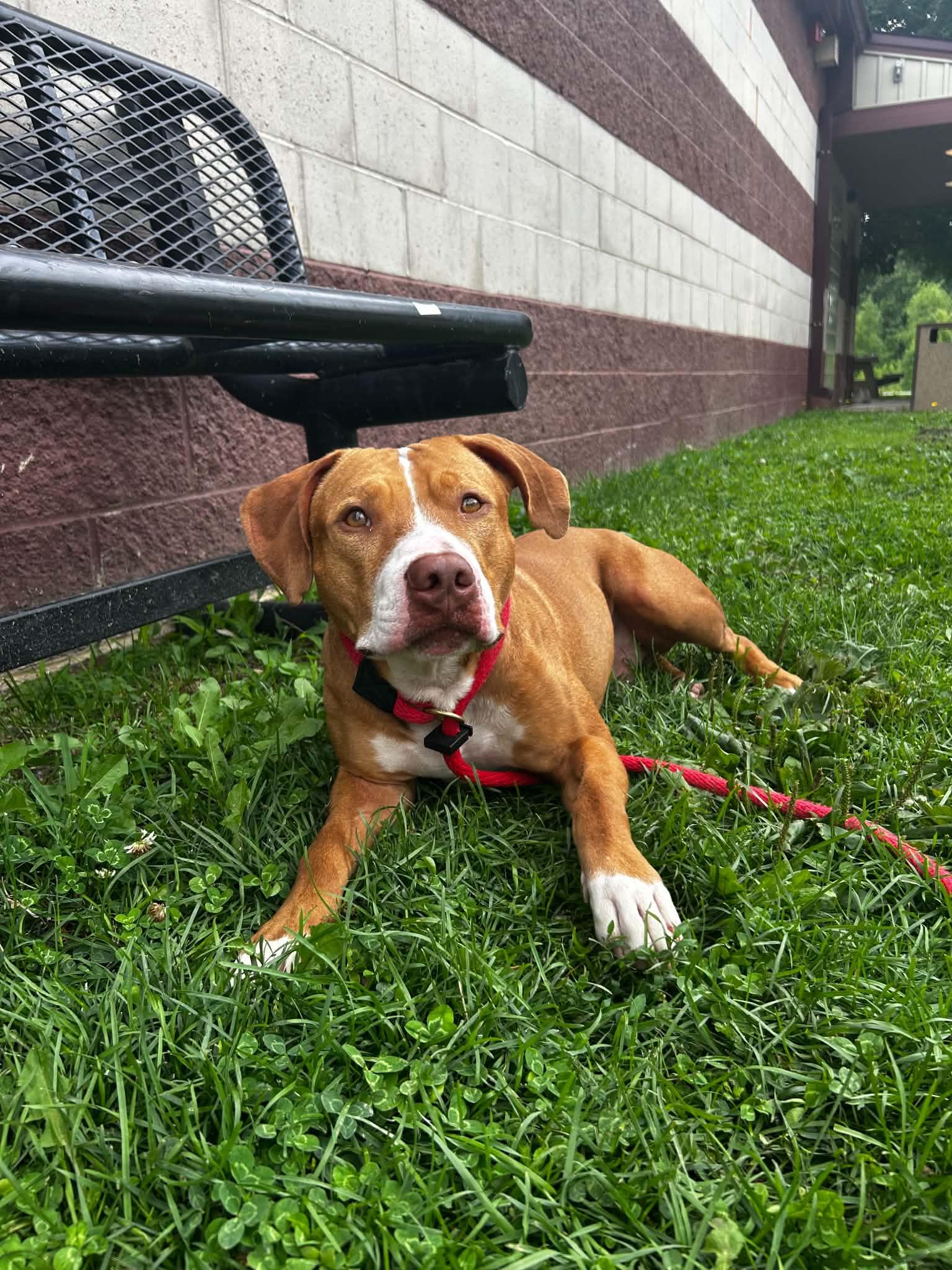 Scar, an adoptable mixed breed in Springfield, IL image 1/3