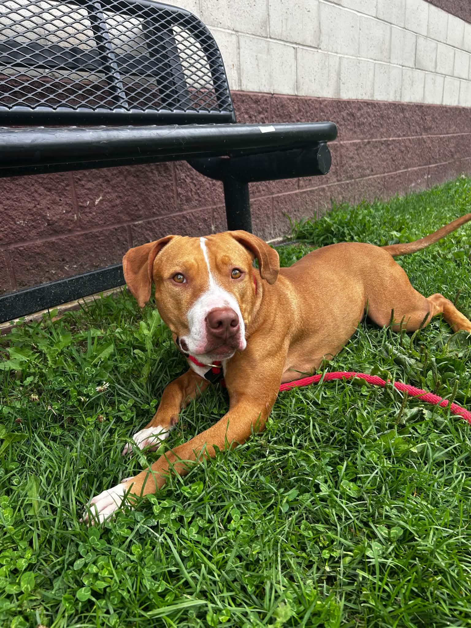 Scar, an adoptable mixed breed in Springfield, IL image 2/3