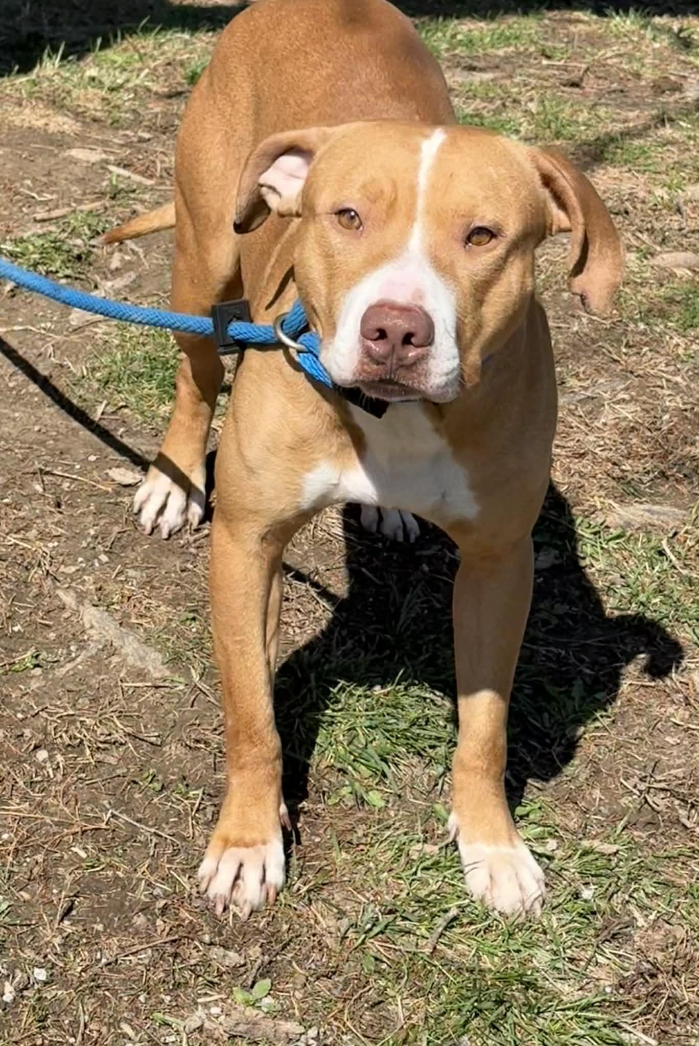 Enlarge Scar, a ADOPTABLE mixed breed in Springfield, IL image 1/1