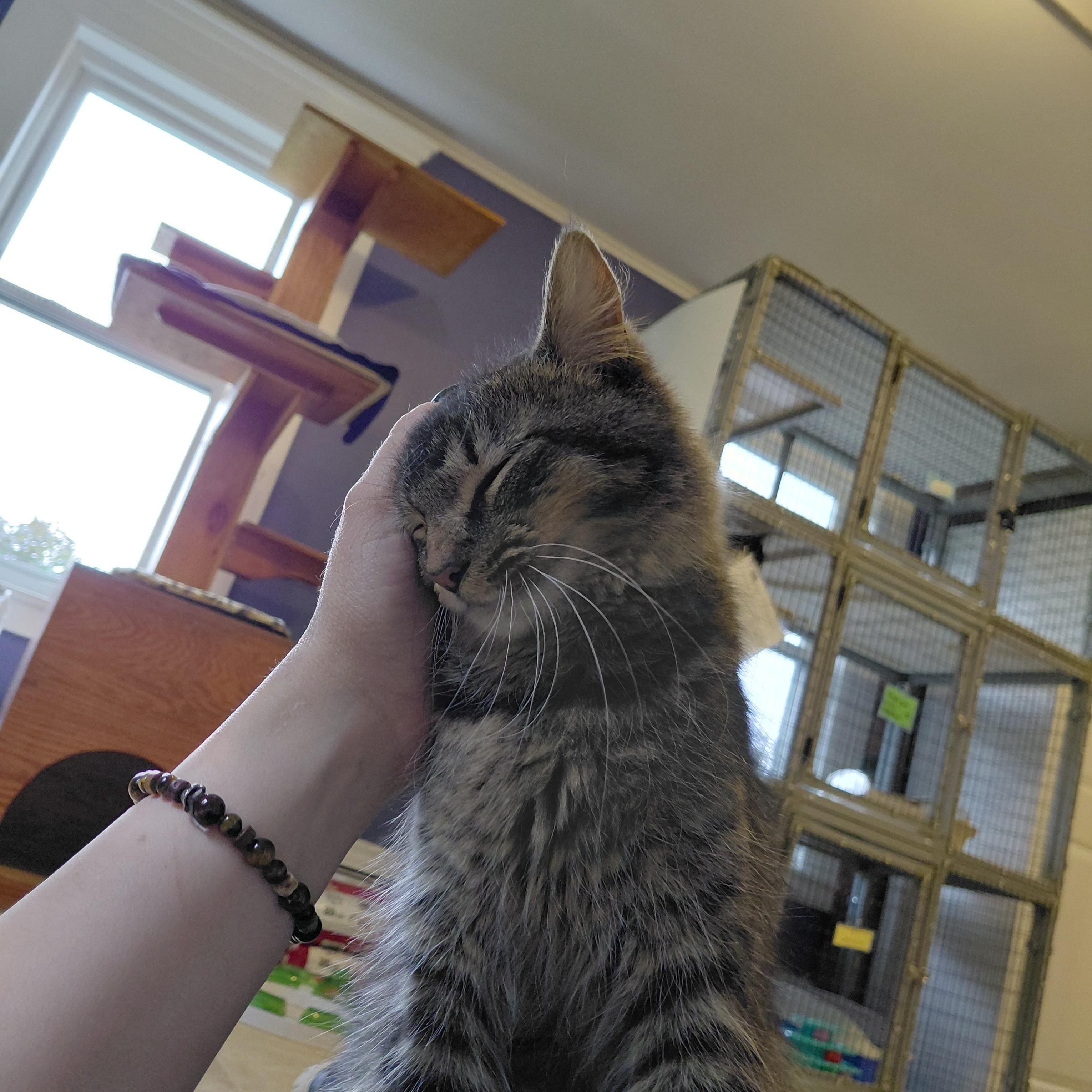 Indy, an adopted Domestic Medium Hair in Littleton, NH image 4/4