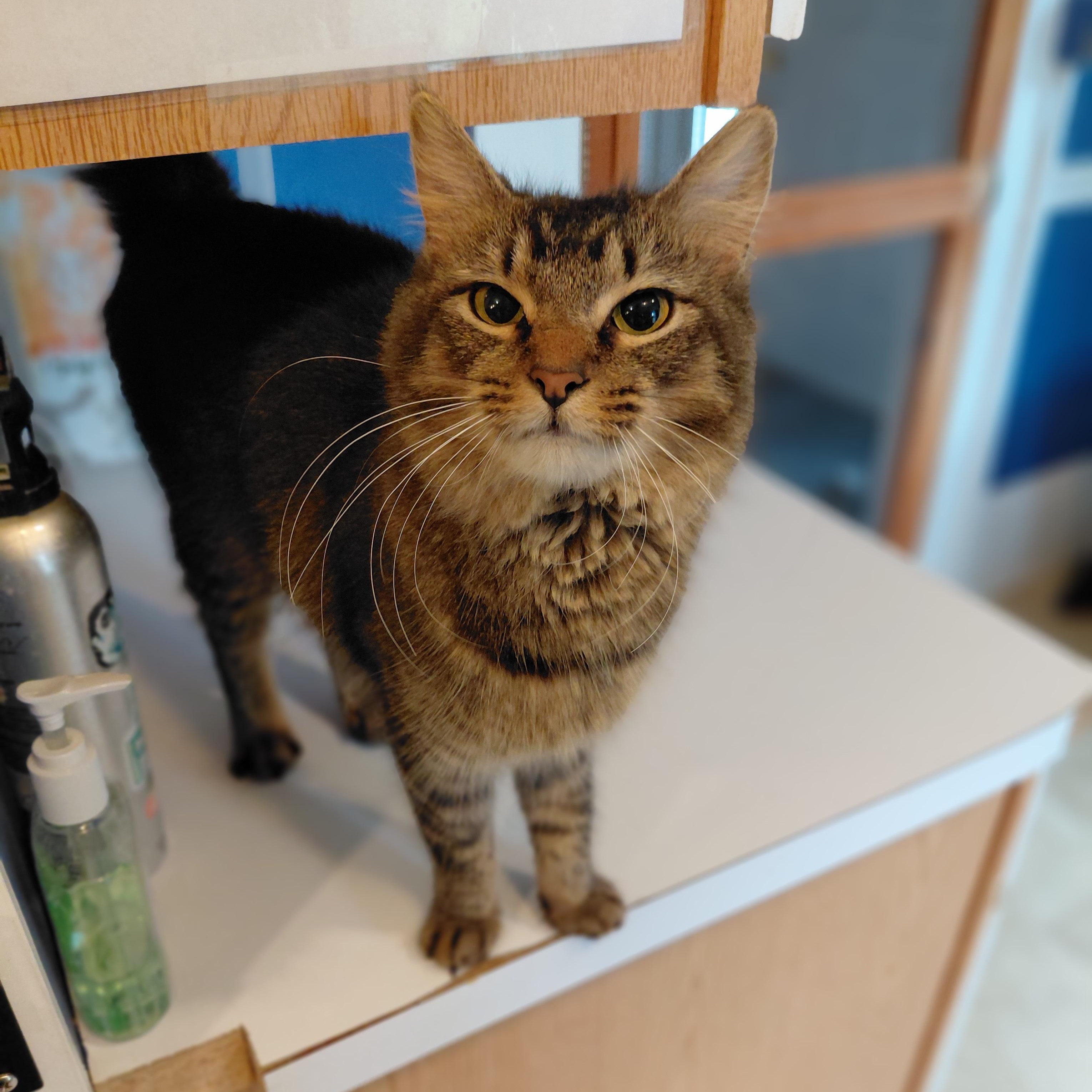 Indy, ADOPTABLE, Adult Female Domestic Medium Hair.