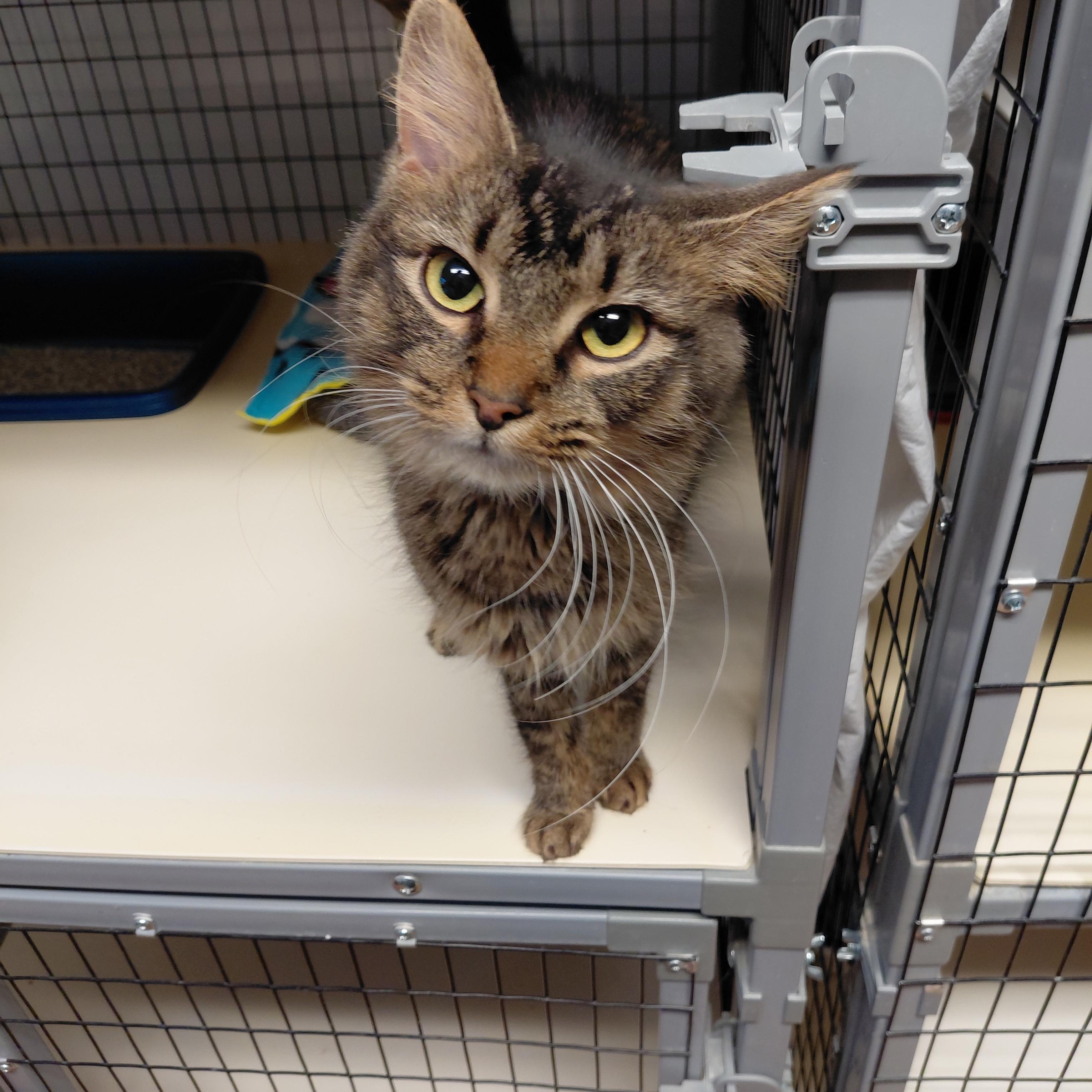 Indy, ADOPTABLE, Adult Female Domestic Medium Hair.