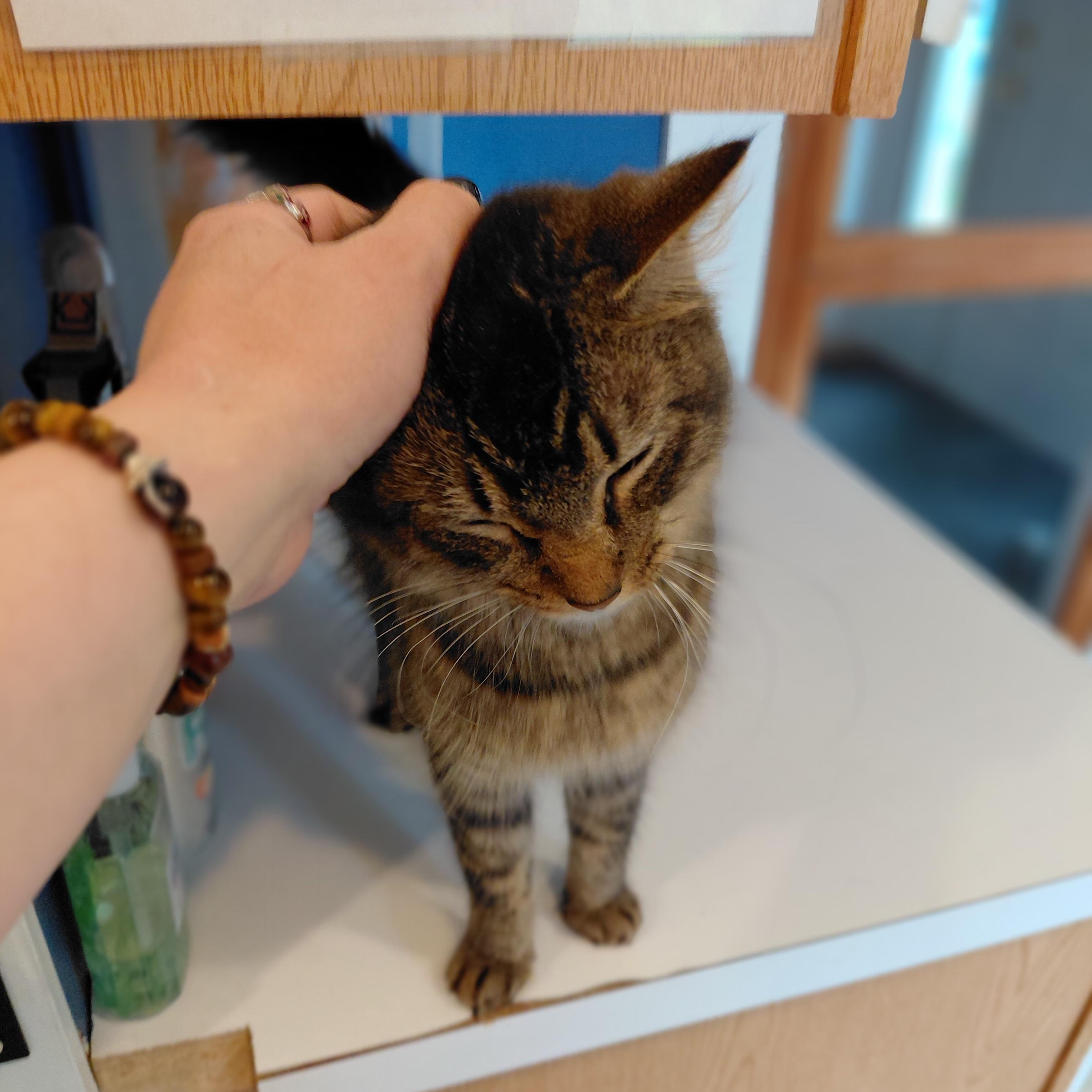 Indy, an adopted Domestic Medium Hair in Littleton, NH image 3/4