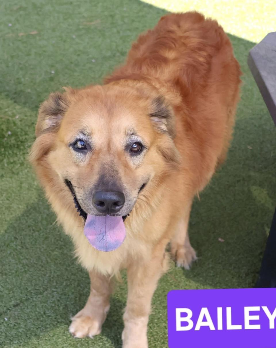Bailey, Adoptable, Adult Female Golden Retriever.