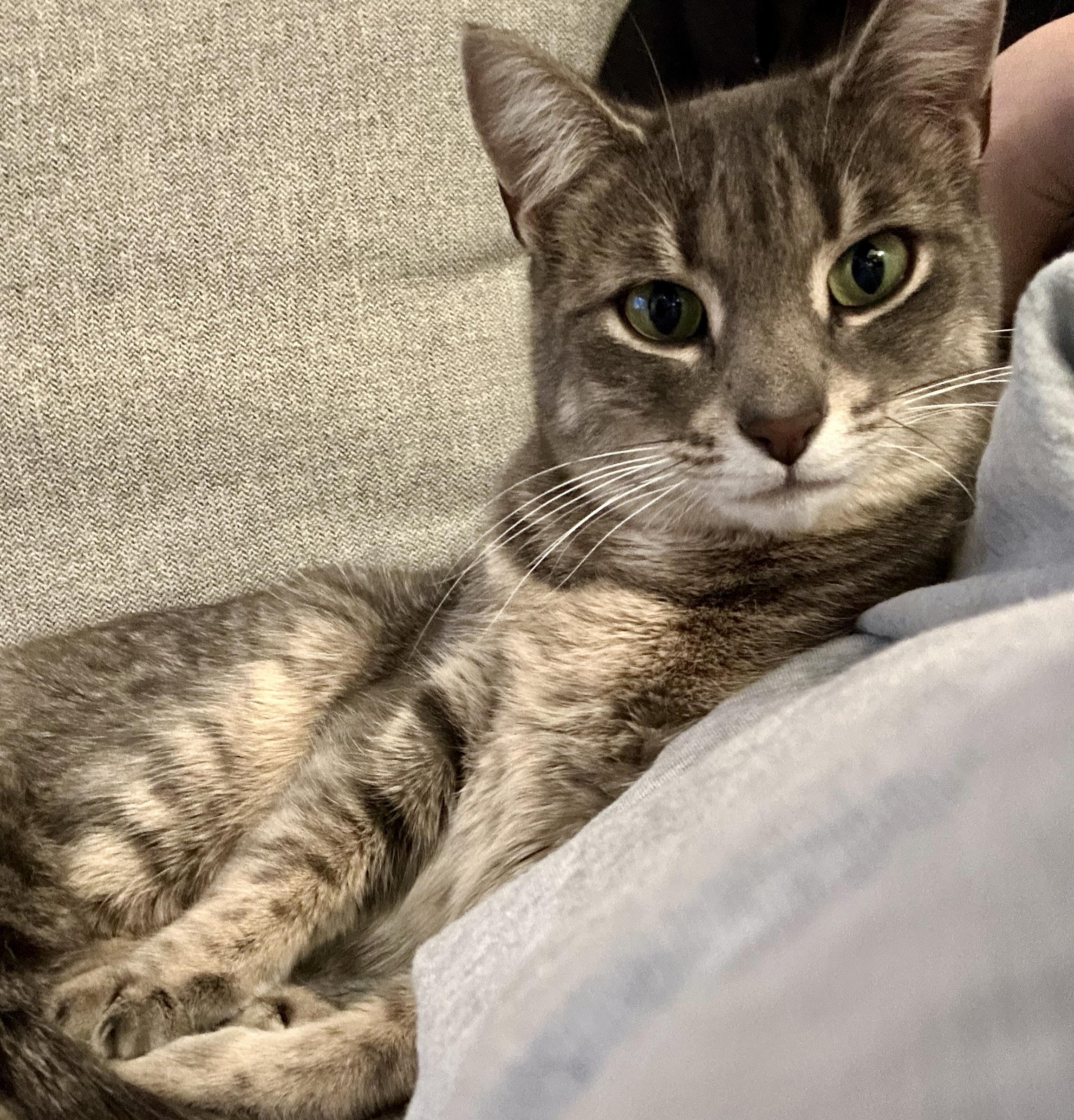 Kat, ADOPTABLE, Kitten Female Tabby & Domestic Short Hair.