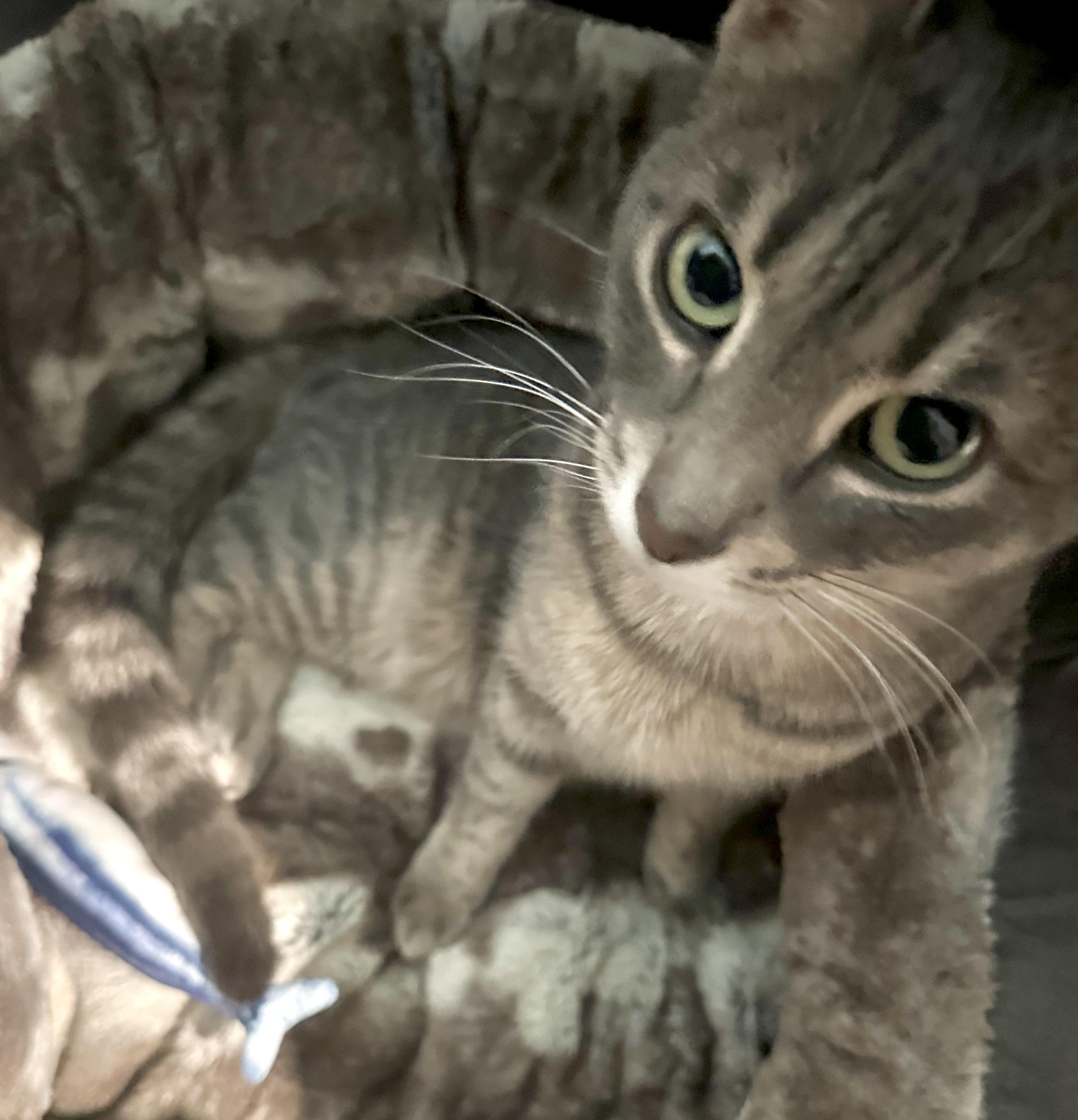 Kat, a ADOPTABLE mixed breed in Toronto, ON image 2/6