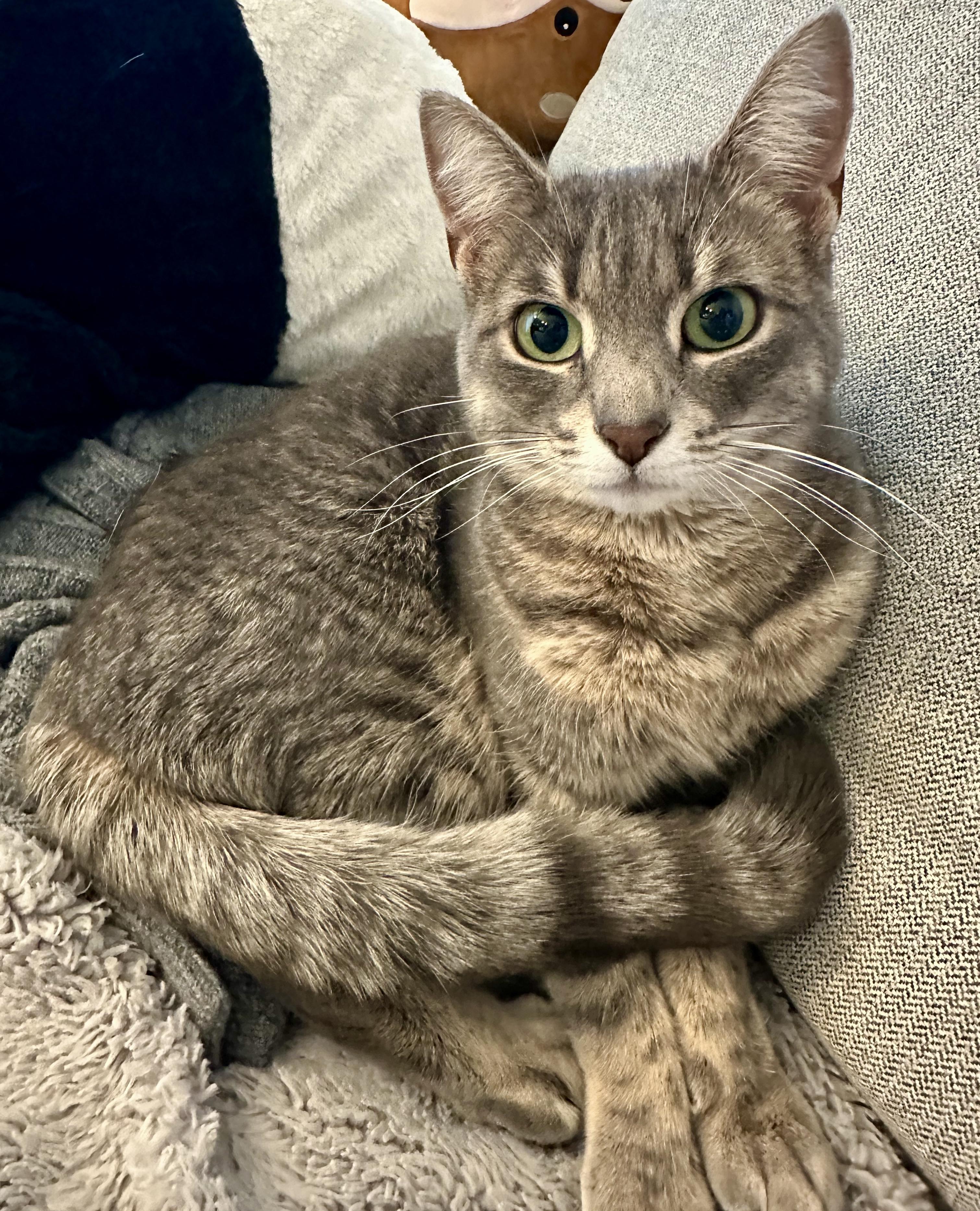 Kat, a ADOPTABLE mixed breed in Toronto, ON image 4/6