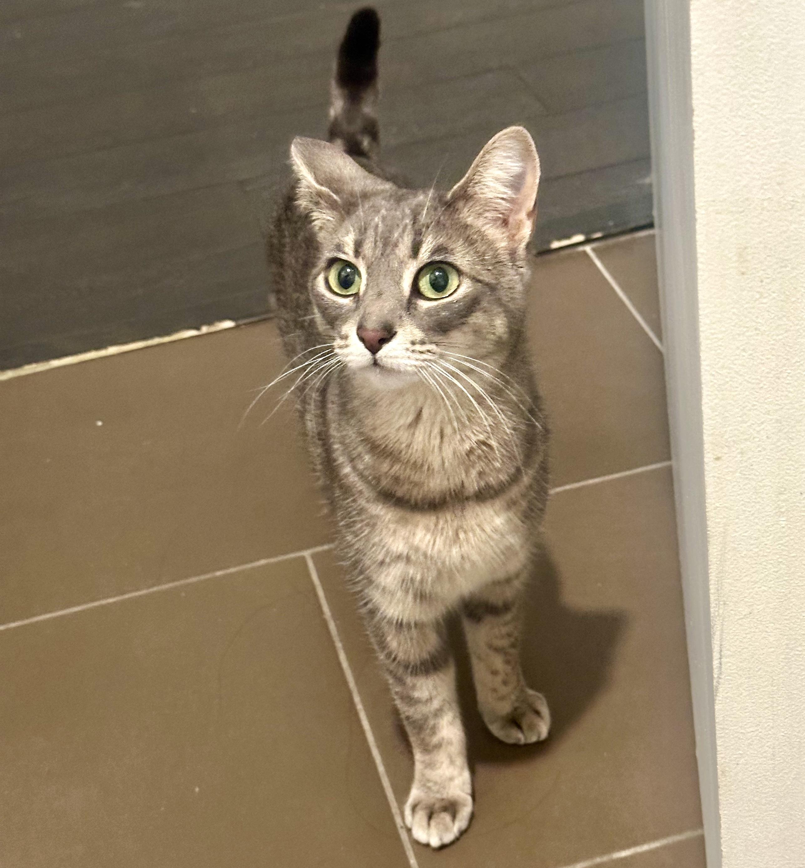 Kat, a ADOPTABLE mixed breed in Toronto, ON image 3/6