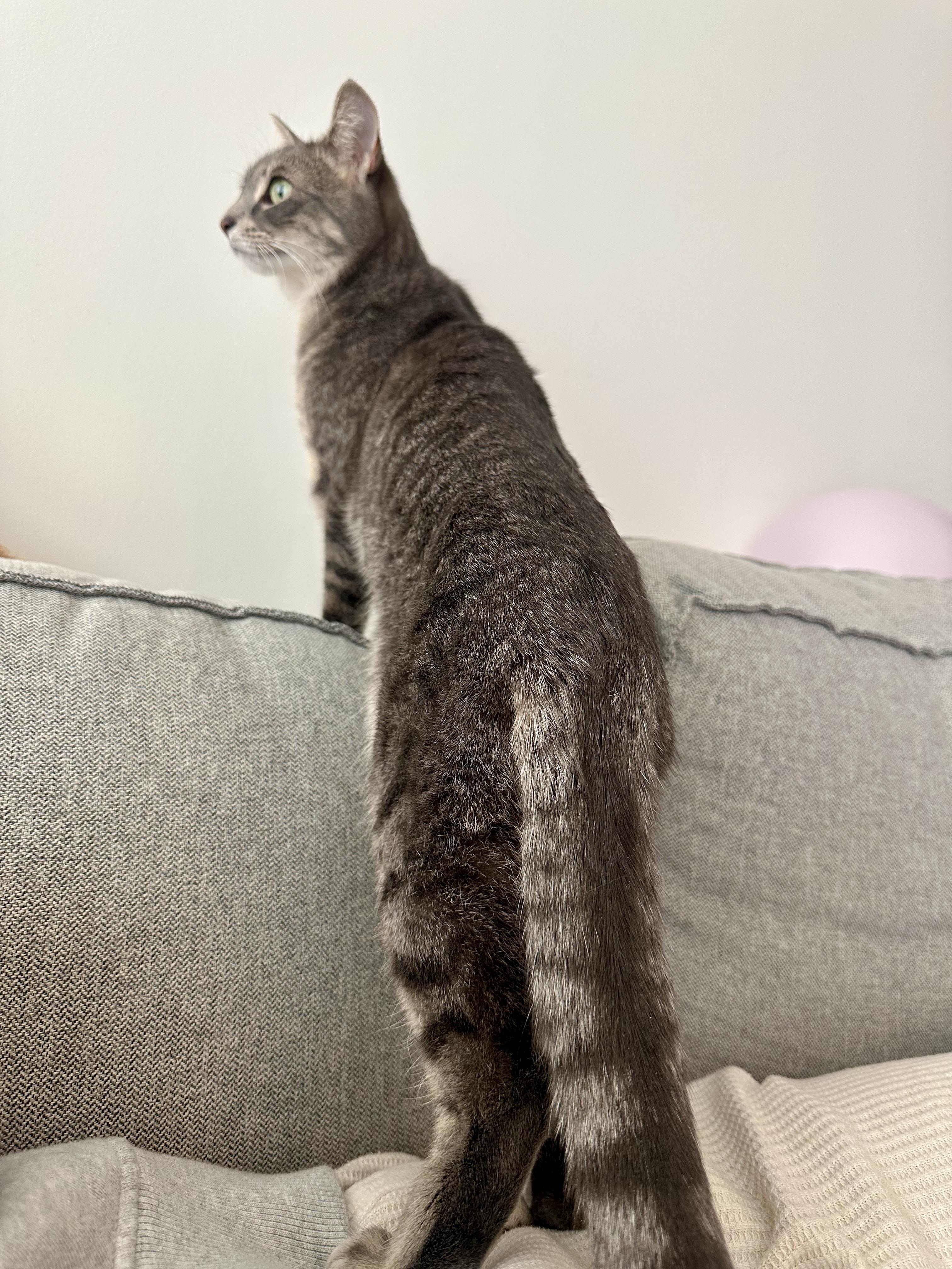 Kat, a ADOPTABLE mixed breed in Toronto, ON image 5/6