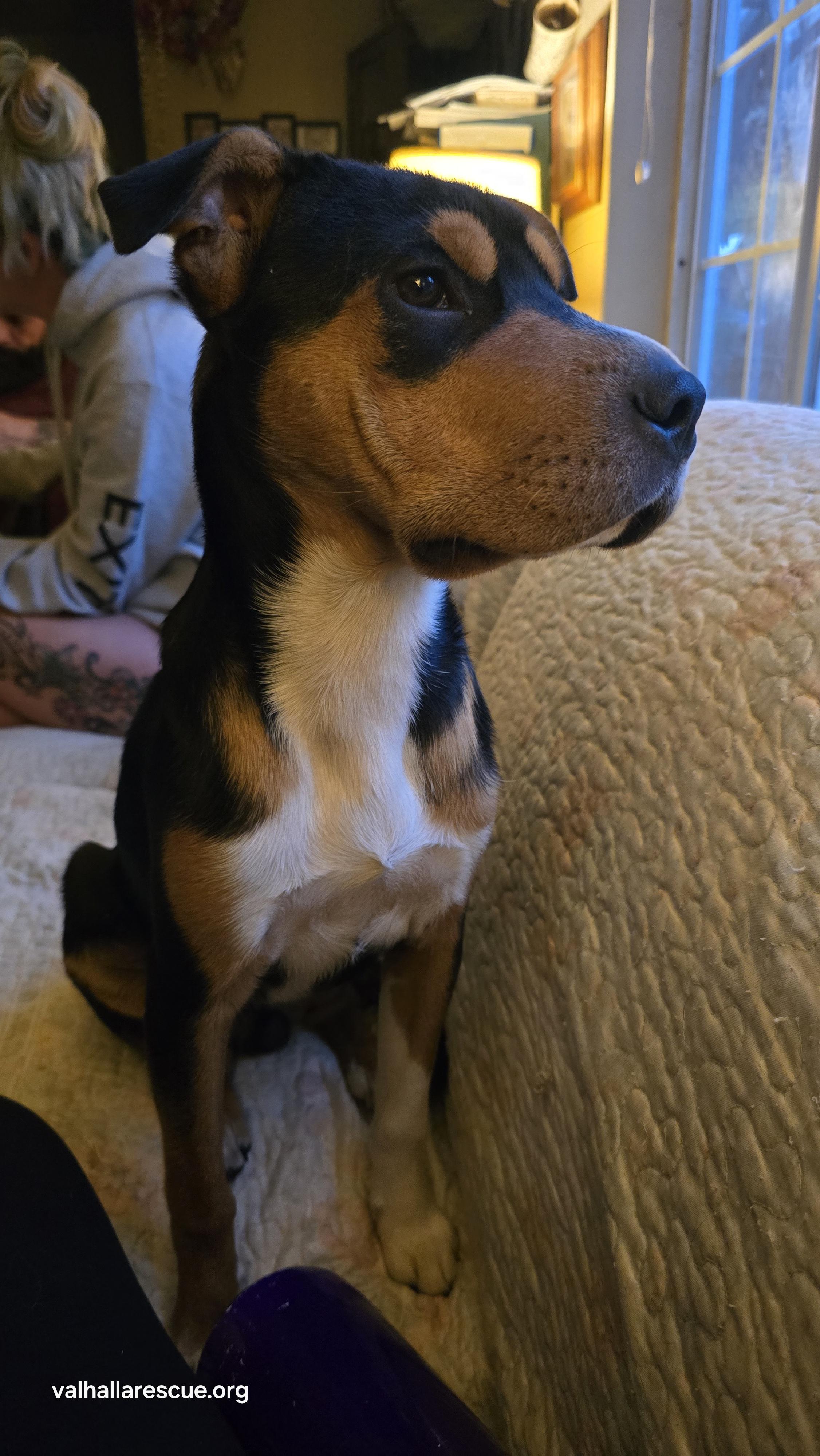 Hey Dude!, a Adoptable mixed breed in Winlock, WA image 1/6