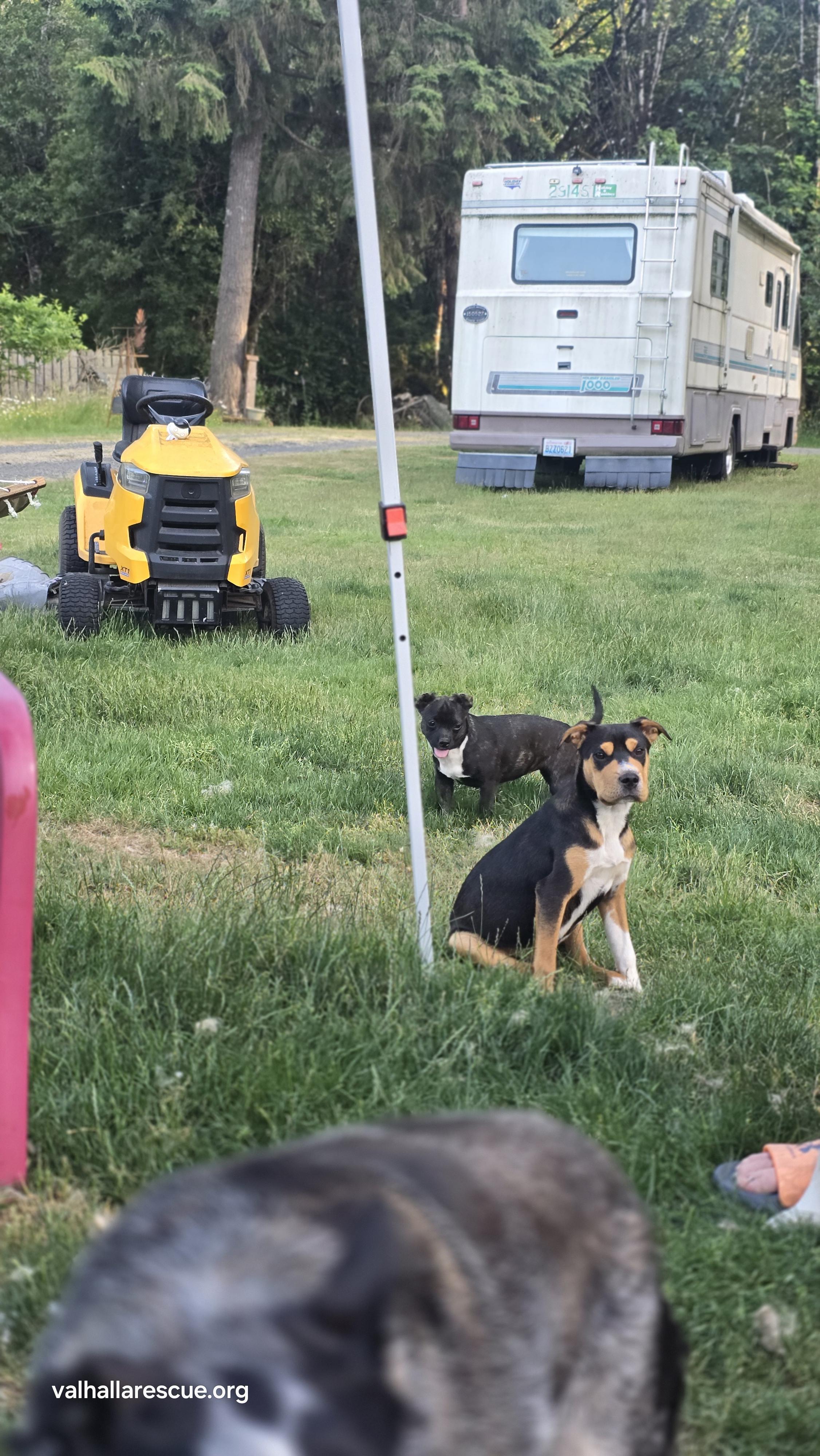 Hey Dude!, a Adoptable mixed breed in Winlock, WA image 2/6