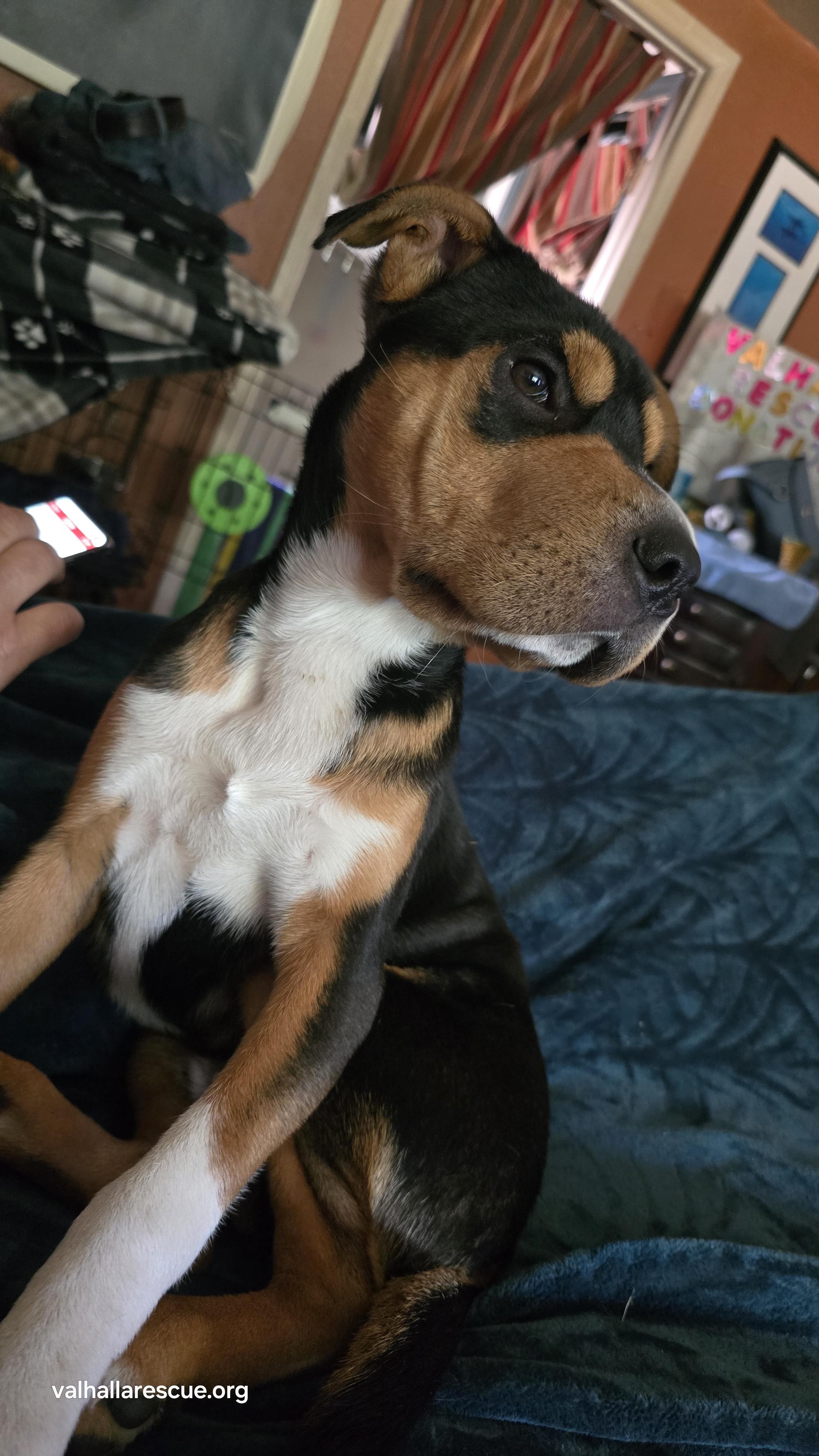 Hey Dude!, a Adoptable mixed breed in Winlock, WA image 3/6