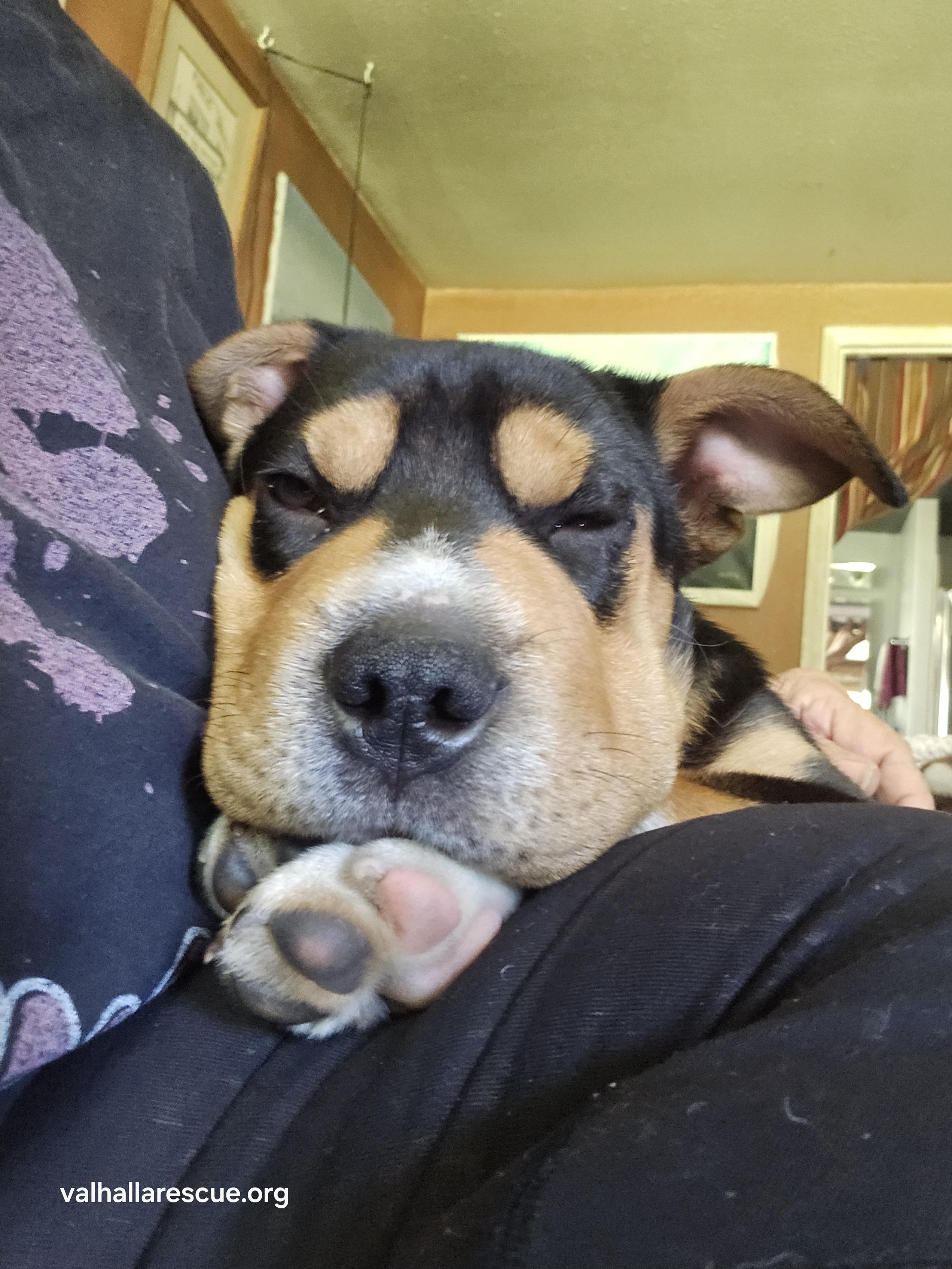 Hey Dude!, a Adoptable mixed breed in Winlock, WA image 4/6