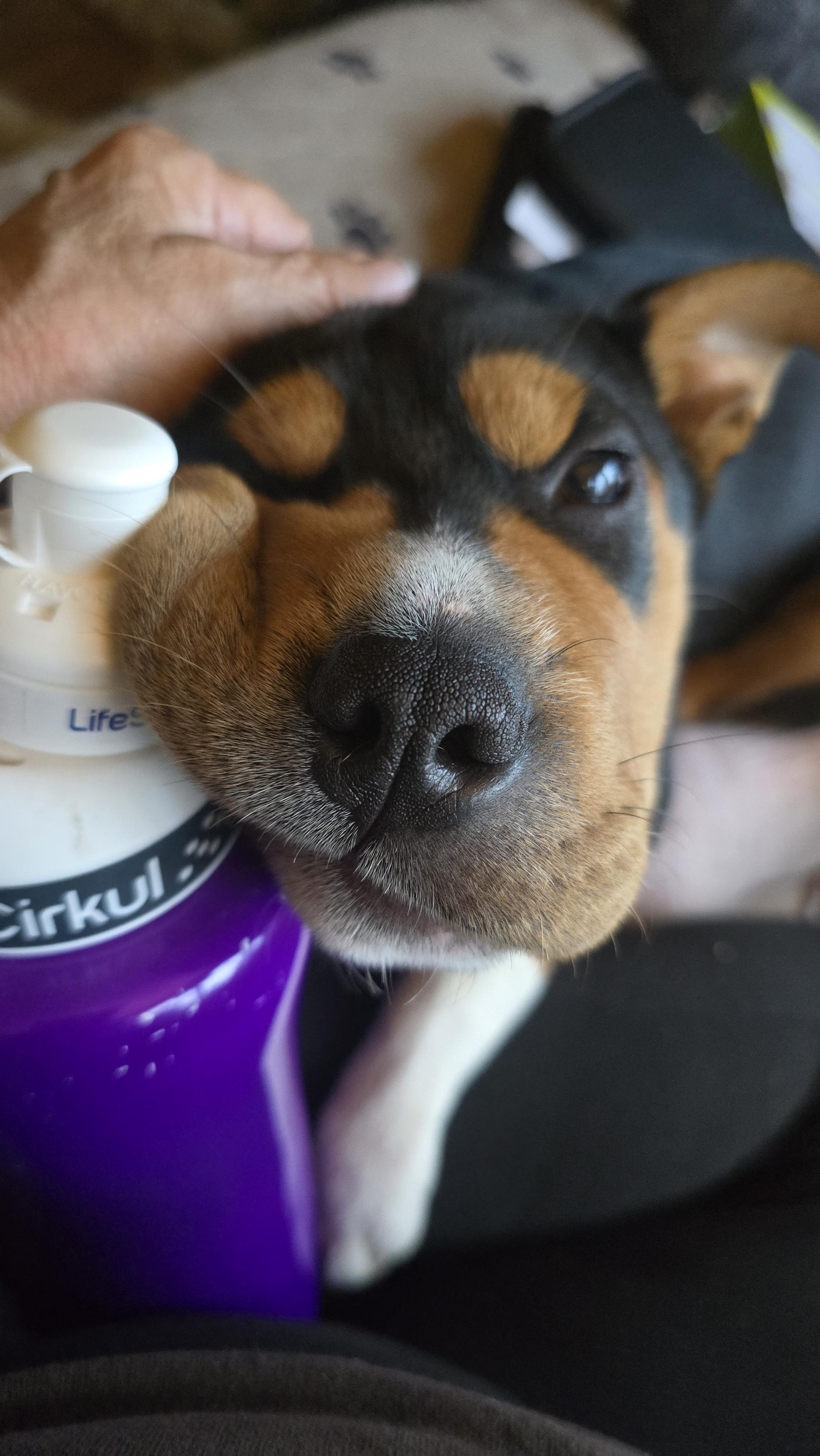 Hey Dude!, a Adoptable mixed breed in Winlock, WA image 5/6