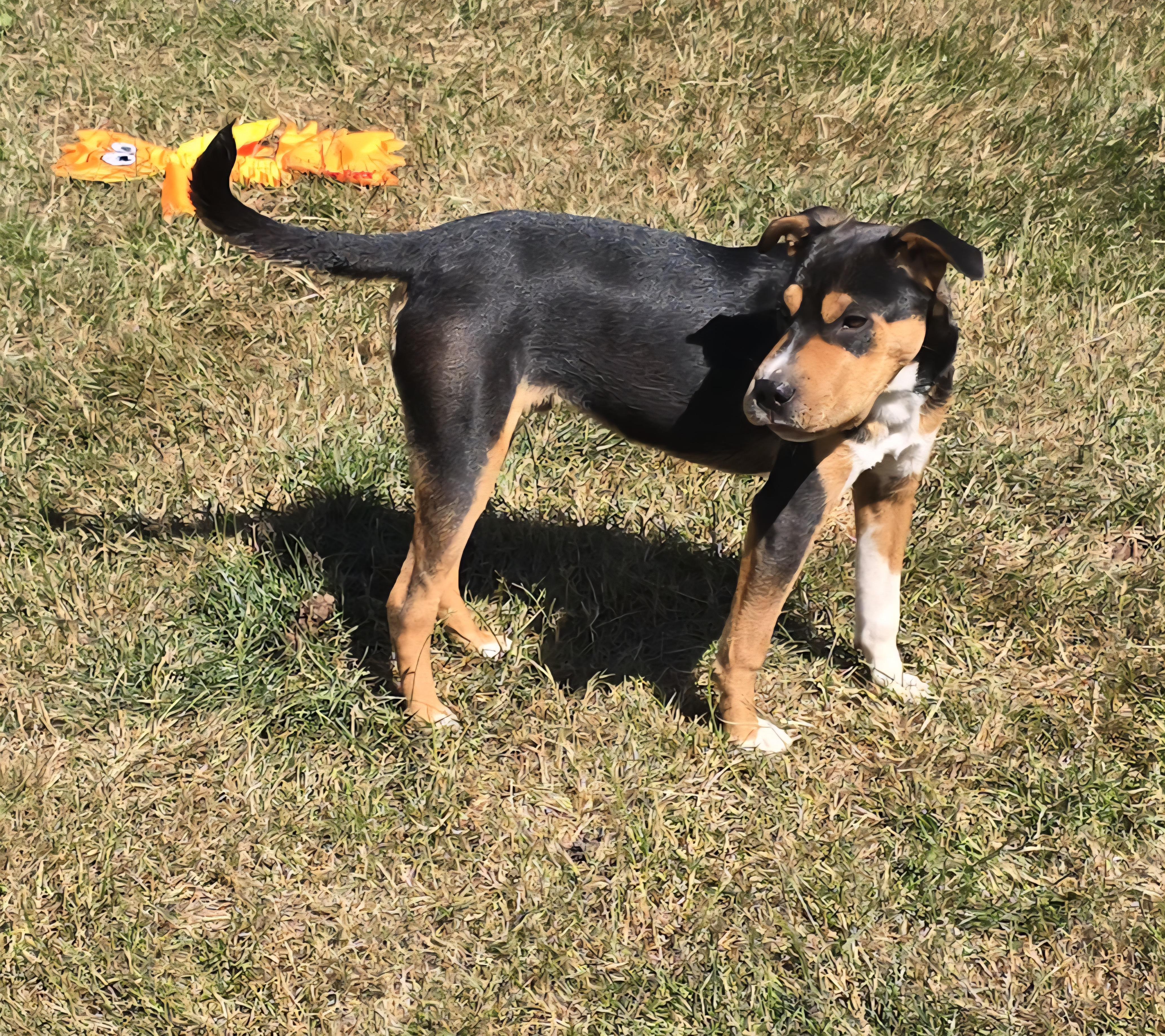 Hey Dude!, a Adoptable mixed breed in Winlock, WA image 6/6