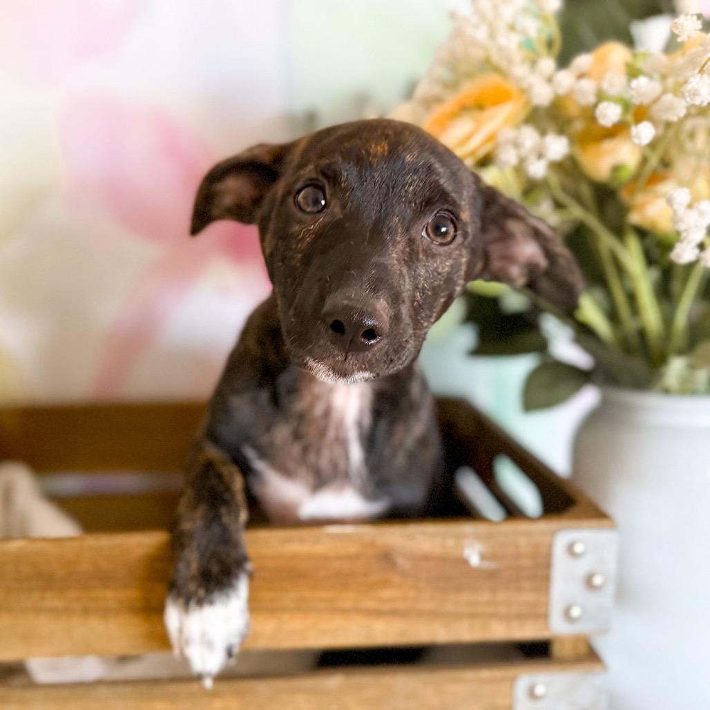 Pistachio, Adoptable, Puppy Male Shepherd.