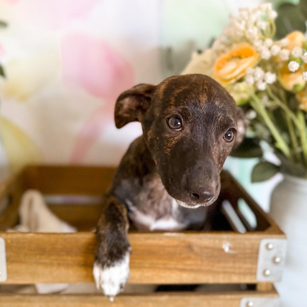 Enlarge Pistachio, a Adoptable Shepherd in Newberg, OR image 2/4