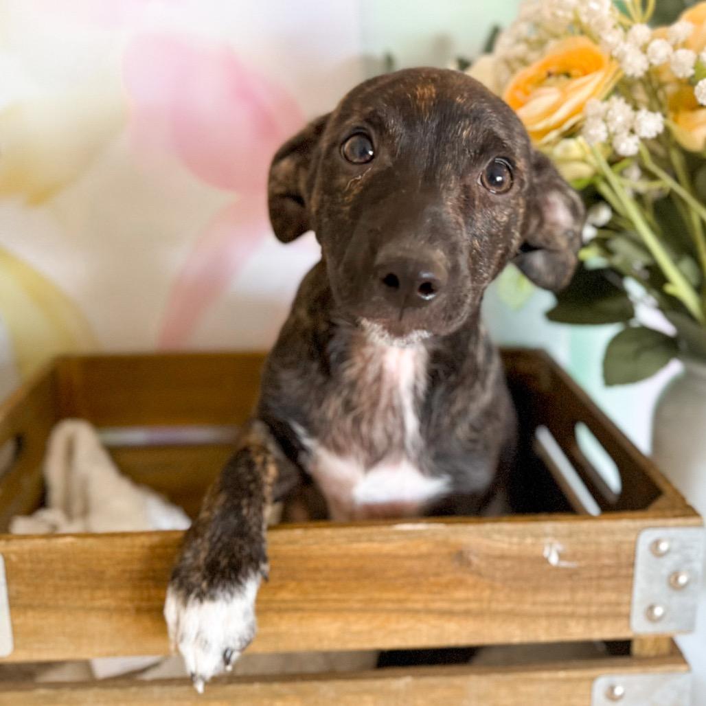 Enlarge Pistachio, a Adoptable Shepherd in Newberg, OR image 3/4