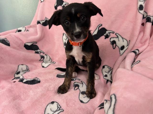 Freckles Power — thumbnail 2