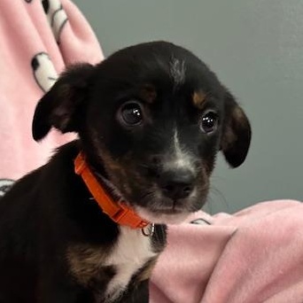 Freckles Power — thumbnail 4