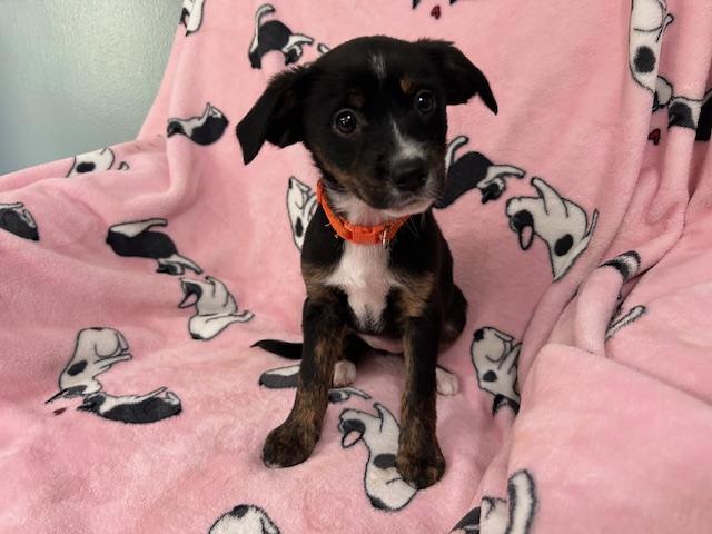 Freckles Power — thumbnail 5