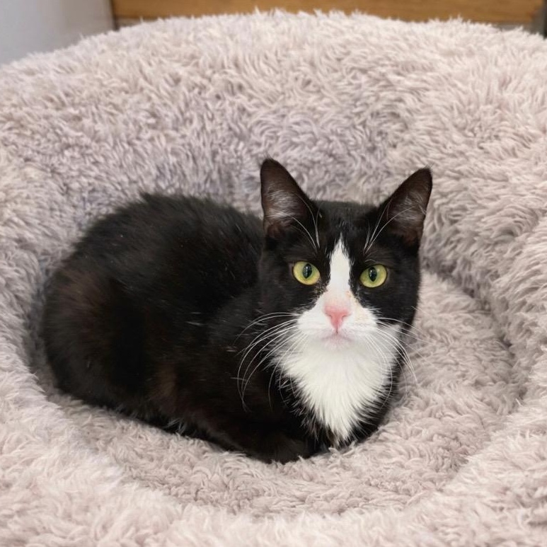 Pheobe, Adoptable, Young Female Tuxedo & Domestic Short Hair.
