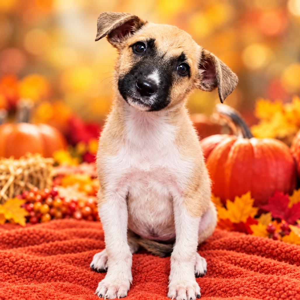 Vita, Adoptable, Puppy Female Shepherd & Mixed Breed.