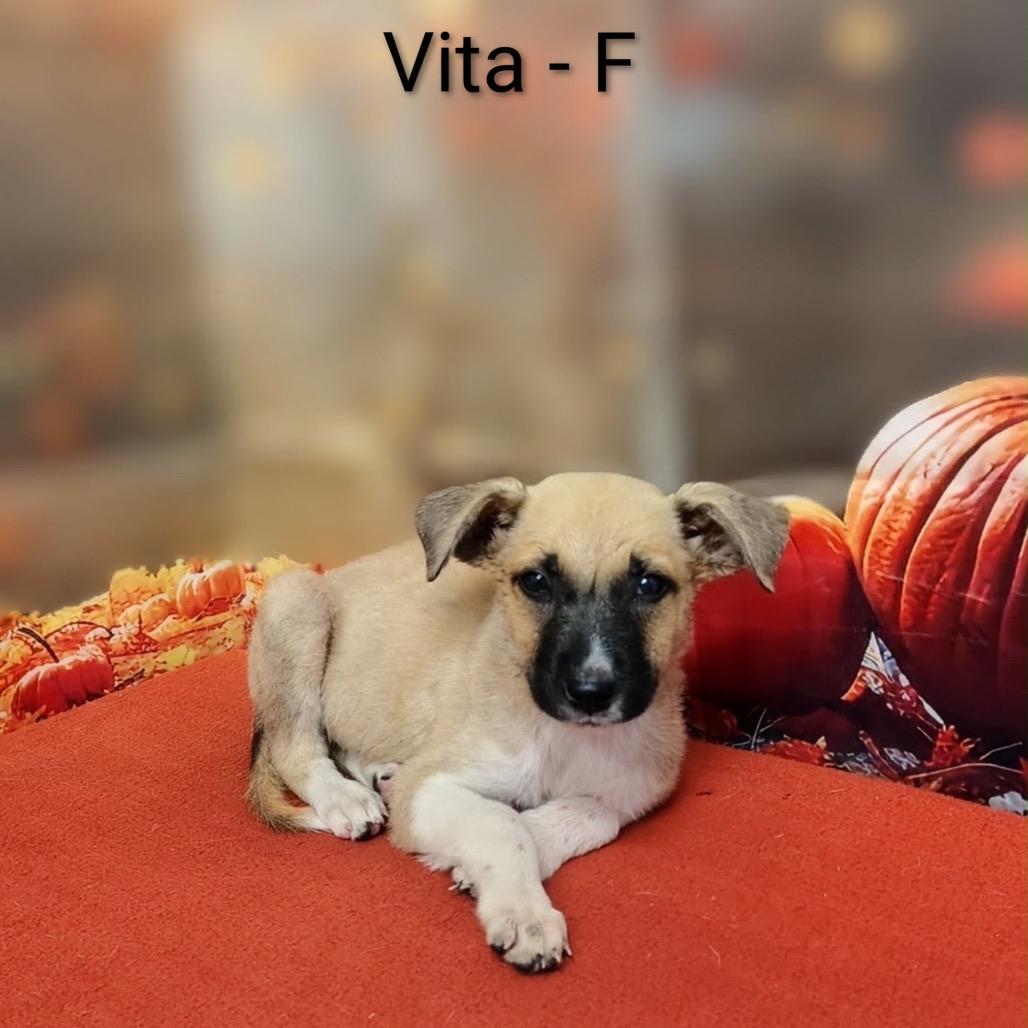 Enlarge Vita, a Adoptable mixed breed in Griswold, CT image 2/3