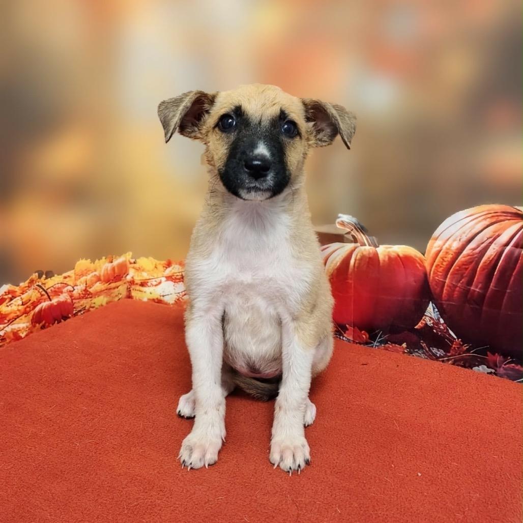 Enlarge Vita, a Adoptable mixed breed in Griswold, CT image 3/3