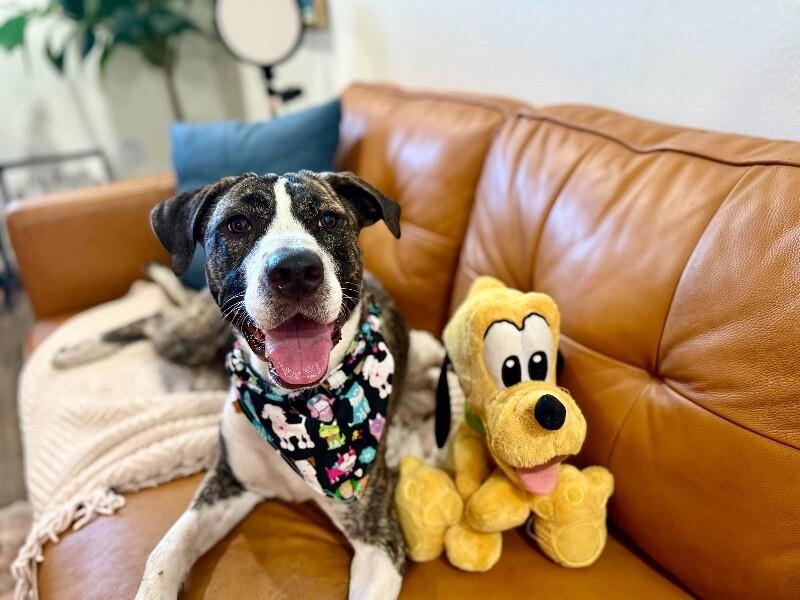 Gracie Sparkle Socks