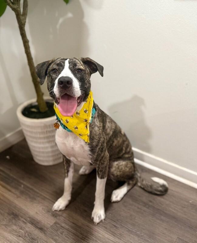 Gracie Sparkle Socks — thumbnail 2